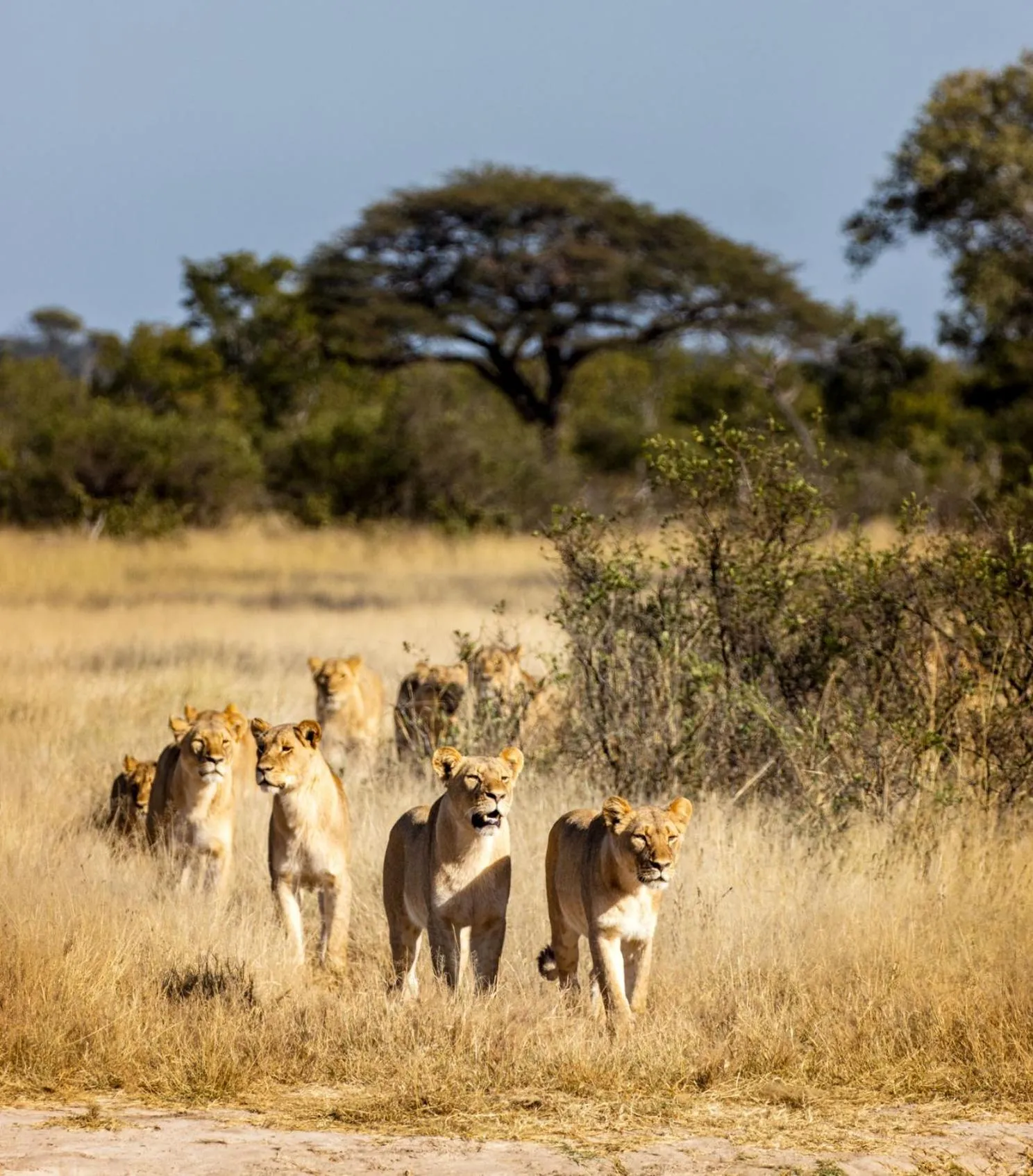 Animals in Grace of Africa, Kruger Couples Lodge