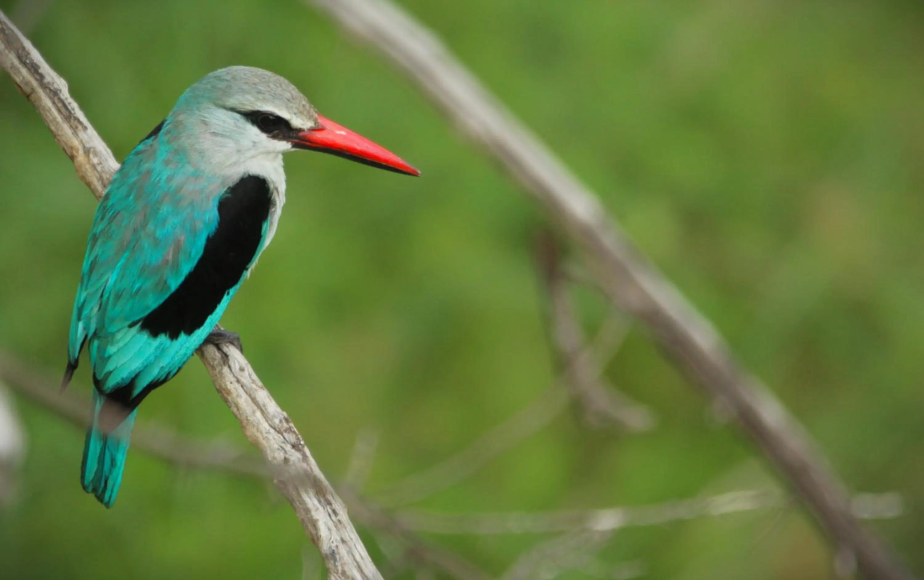 Animals in Grace of Africa, Kruger Couples Lodge