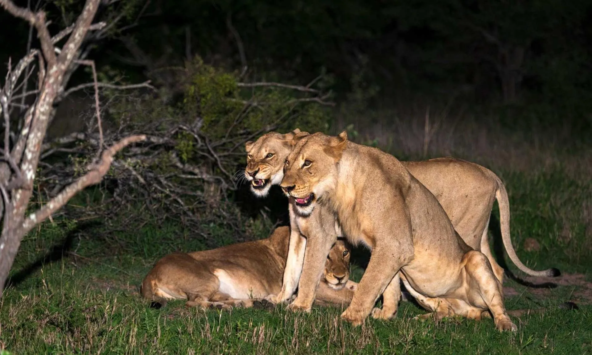 Animals in Grace of Africa, Kruger Couples Lodge