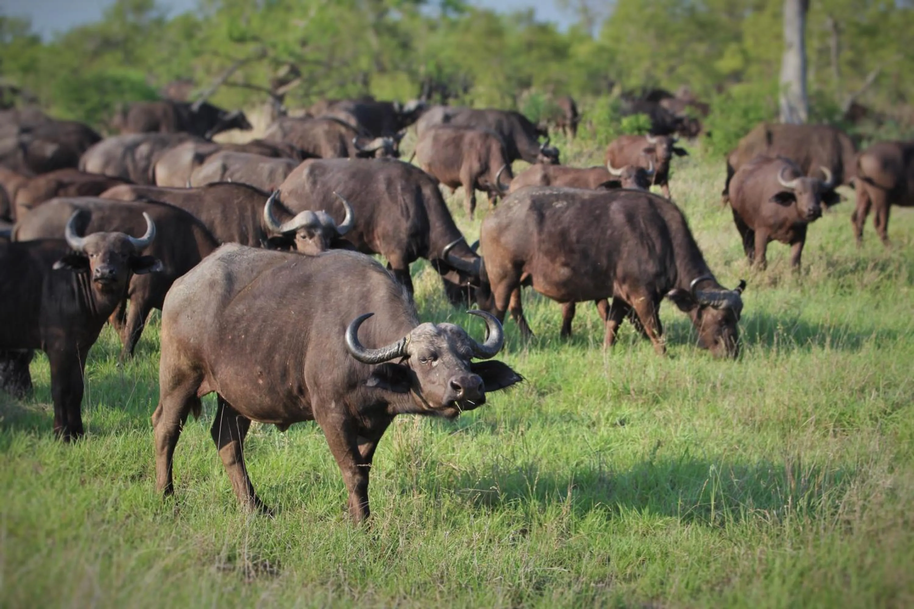 Animals in Grace of Africa, Kruger Couples Lodge