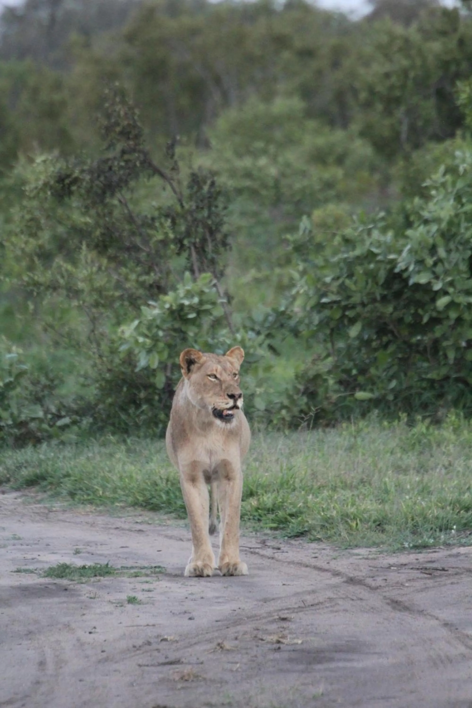 Animals in Grace of Africa, Kruger Couples Lodge