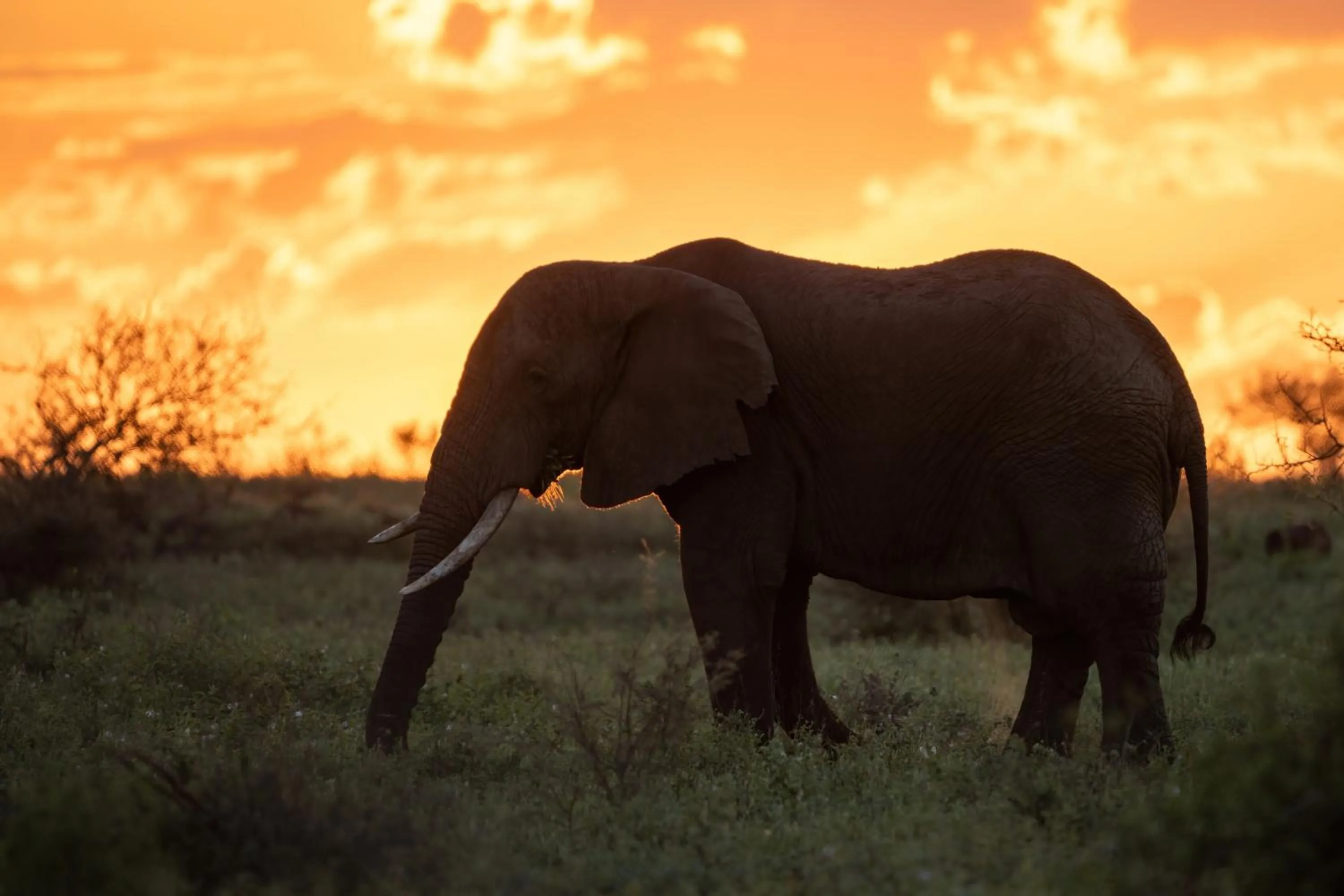 Animals in Grace of Africa, Kruger Couples Lodge