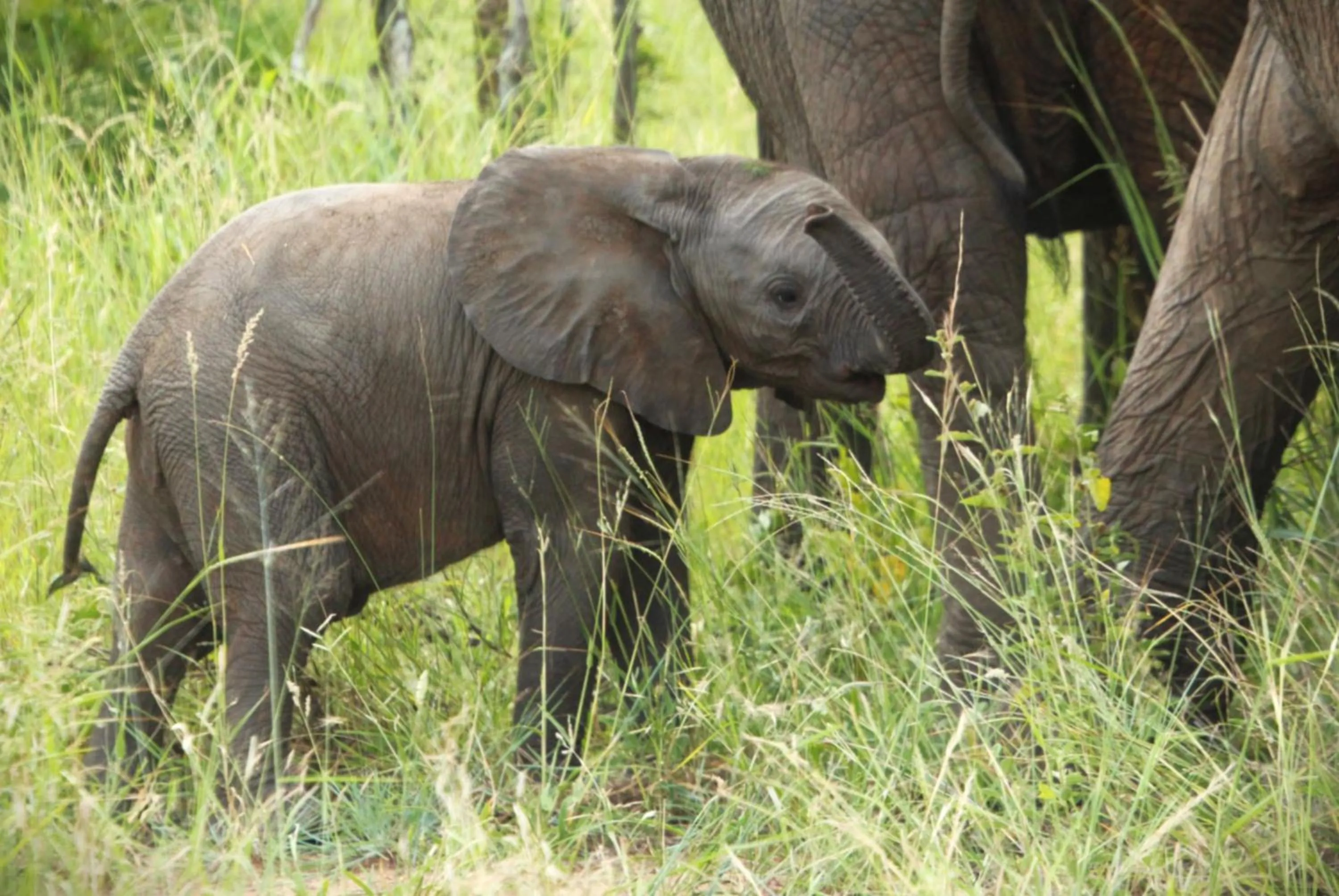 Animals in Grace of Africa, Kruger Couples Lodge