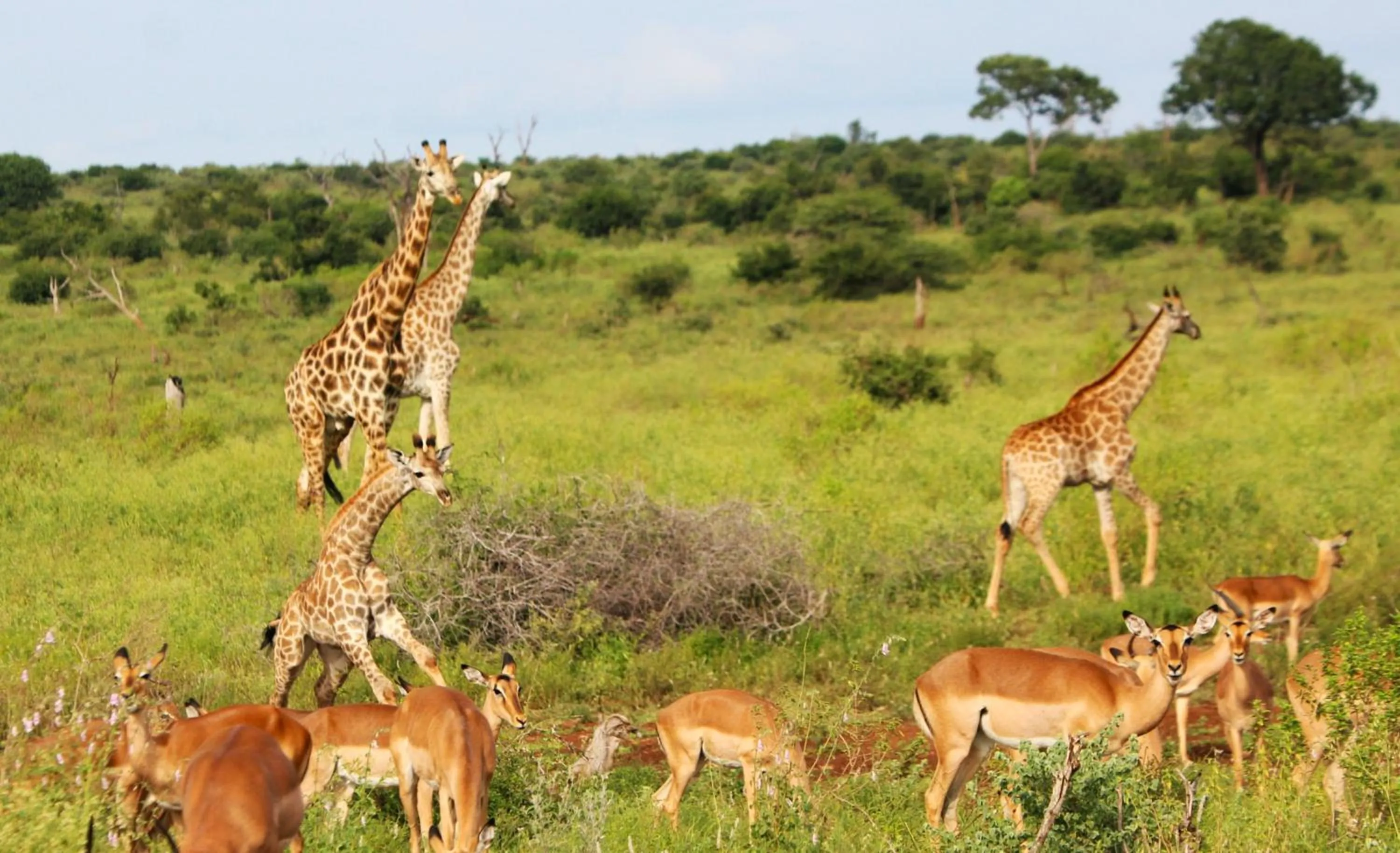 Animals in Grace of Africa, Kruger Couples Lodge