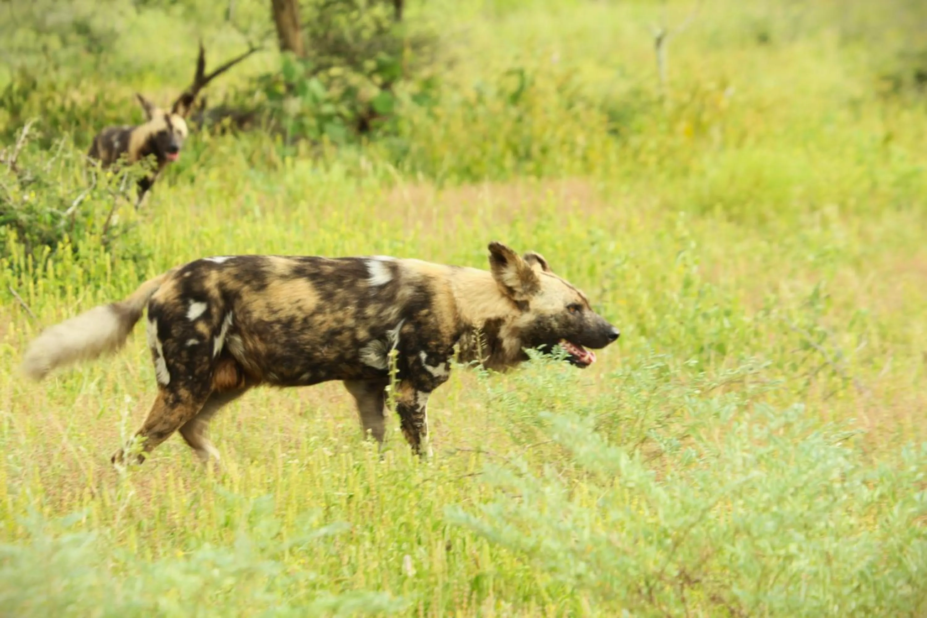 Animals in Grace of Africa, Kruger Couples Lodge