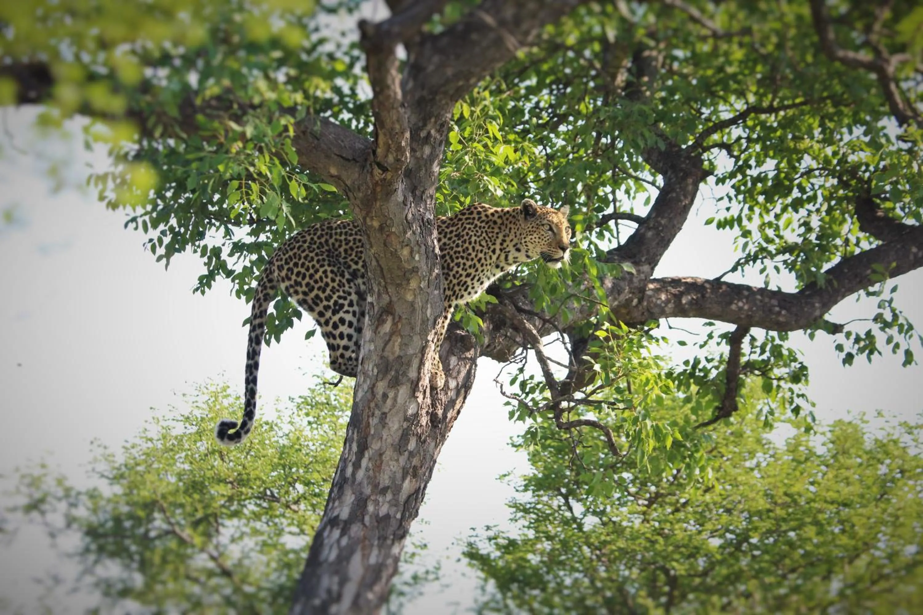 Animals in Grace of Africa, Kruger Couples Lodge