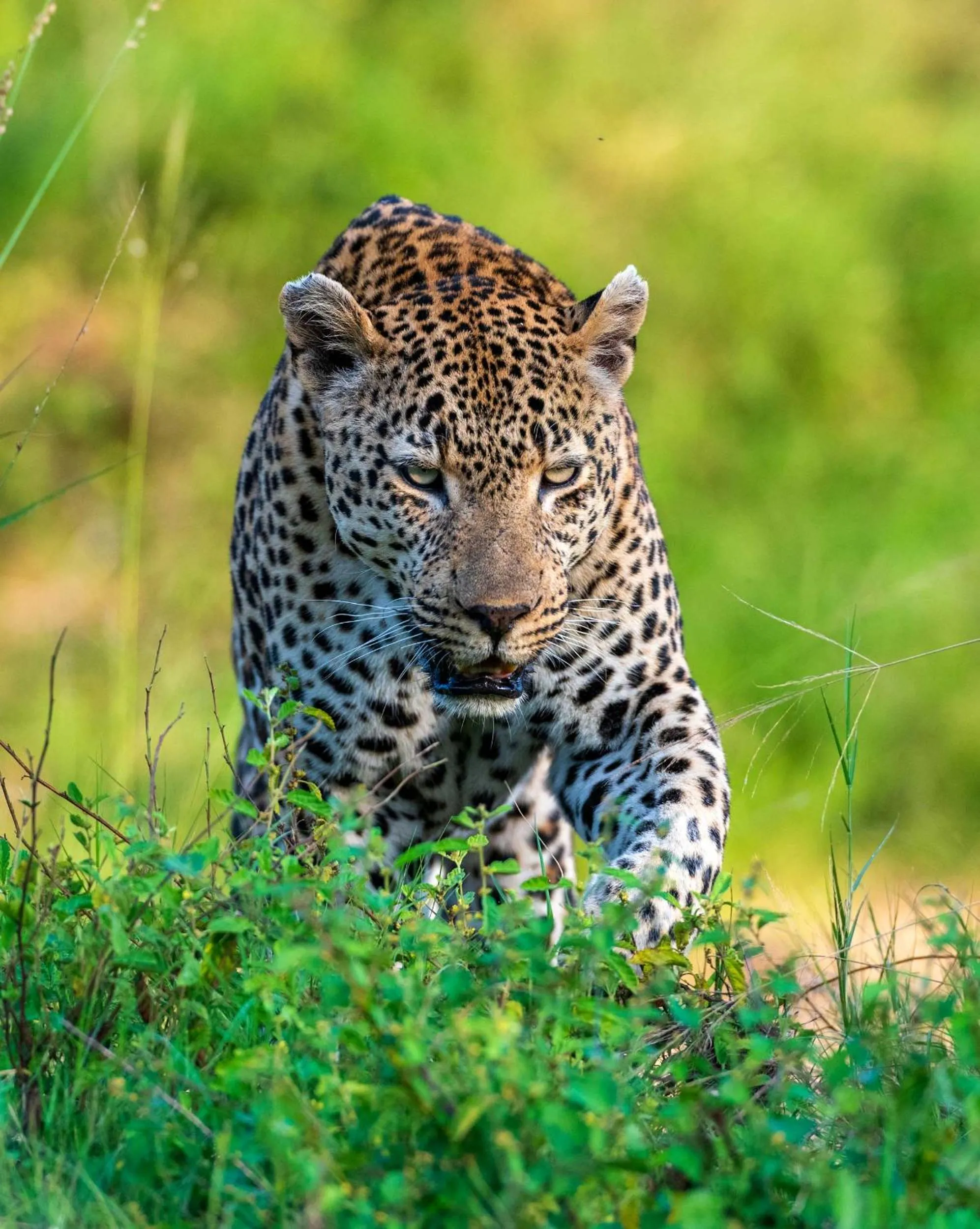 Animals in Grace of Africa, Kruger Couples Lodge