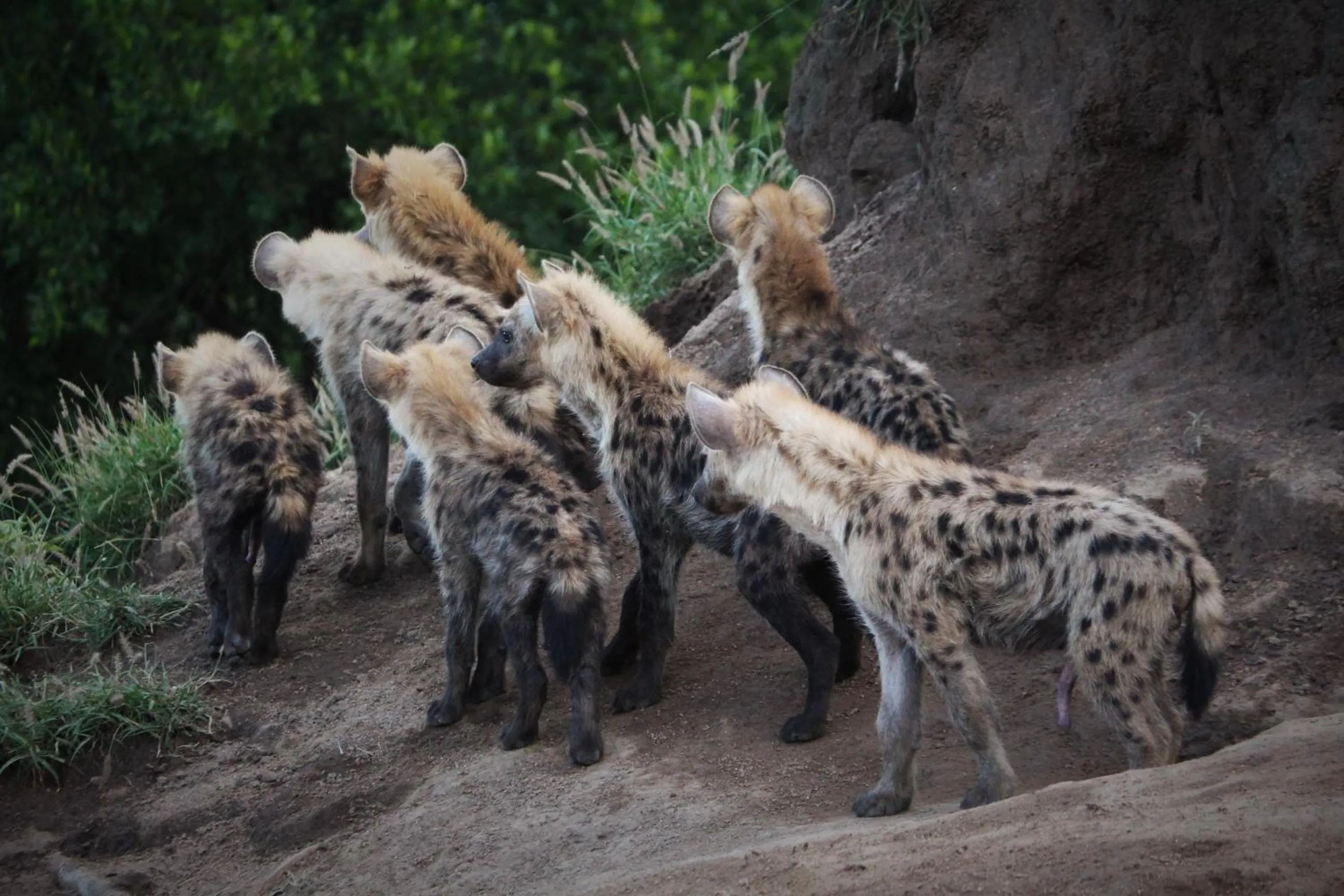 Animals in Grace of Africa, Kruger Couples Lodge
