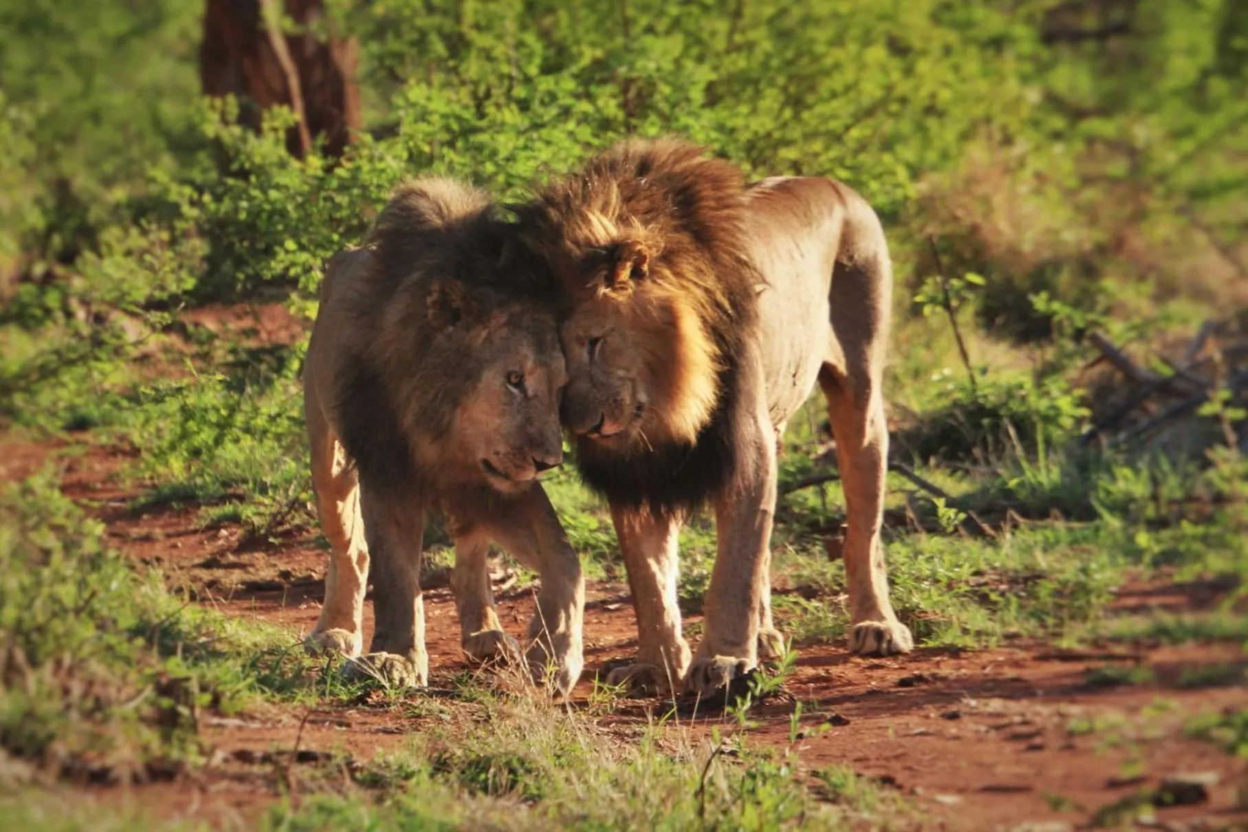 Animals in Grace of Africa, Kruger Couples Lodge