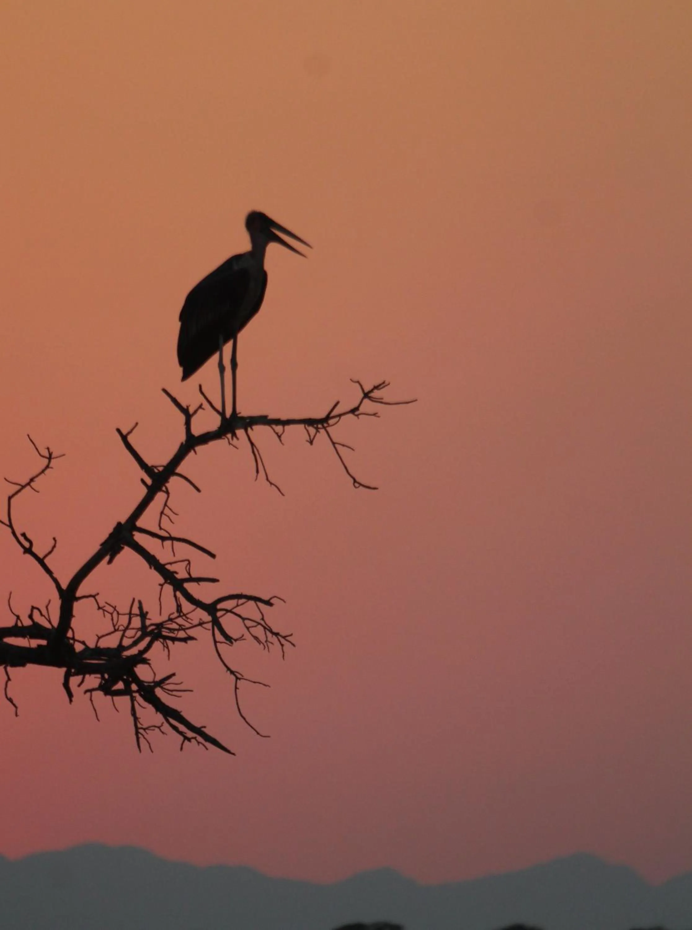 Animals in Grace of Africa, Kruger Couples Lodge
