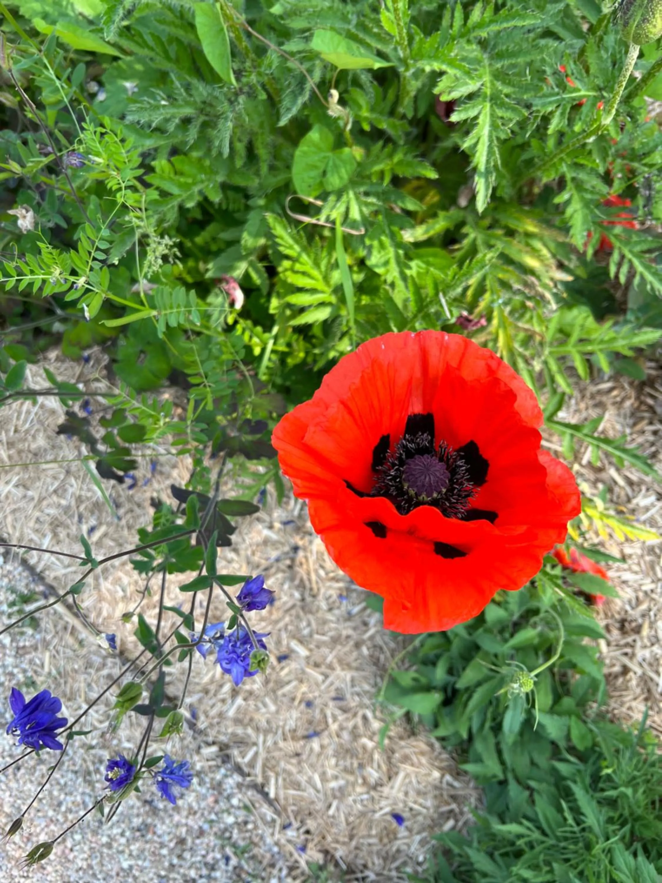 Garden in GSand Le Clos du May