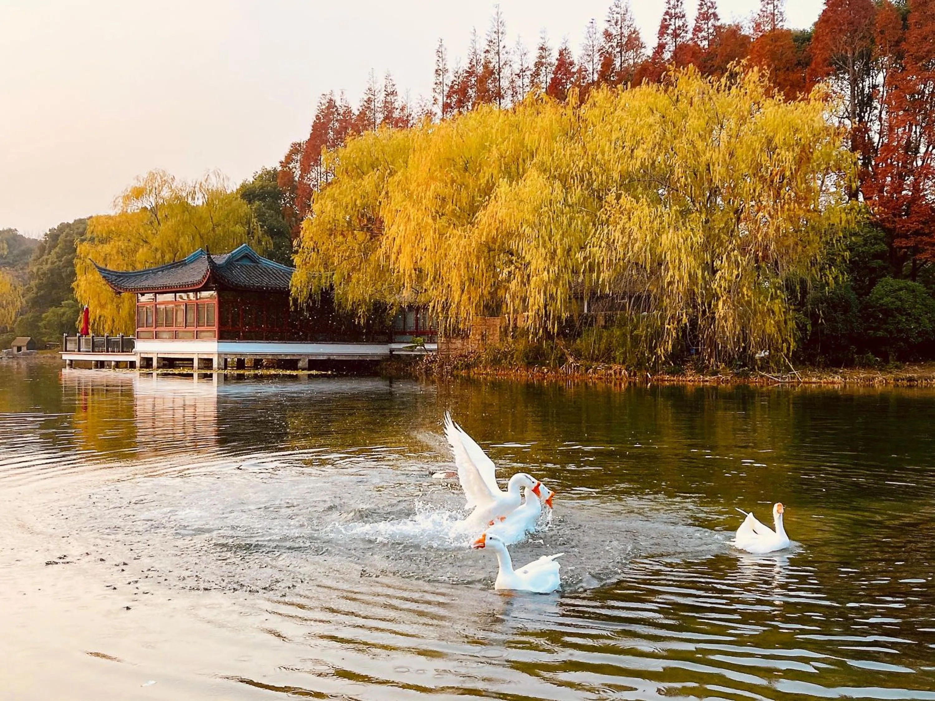 Lake view in Shanghai Dongjiao State Guest Hotel