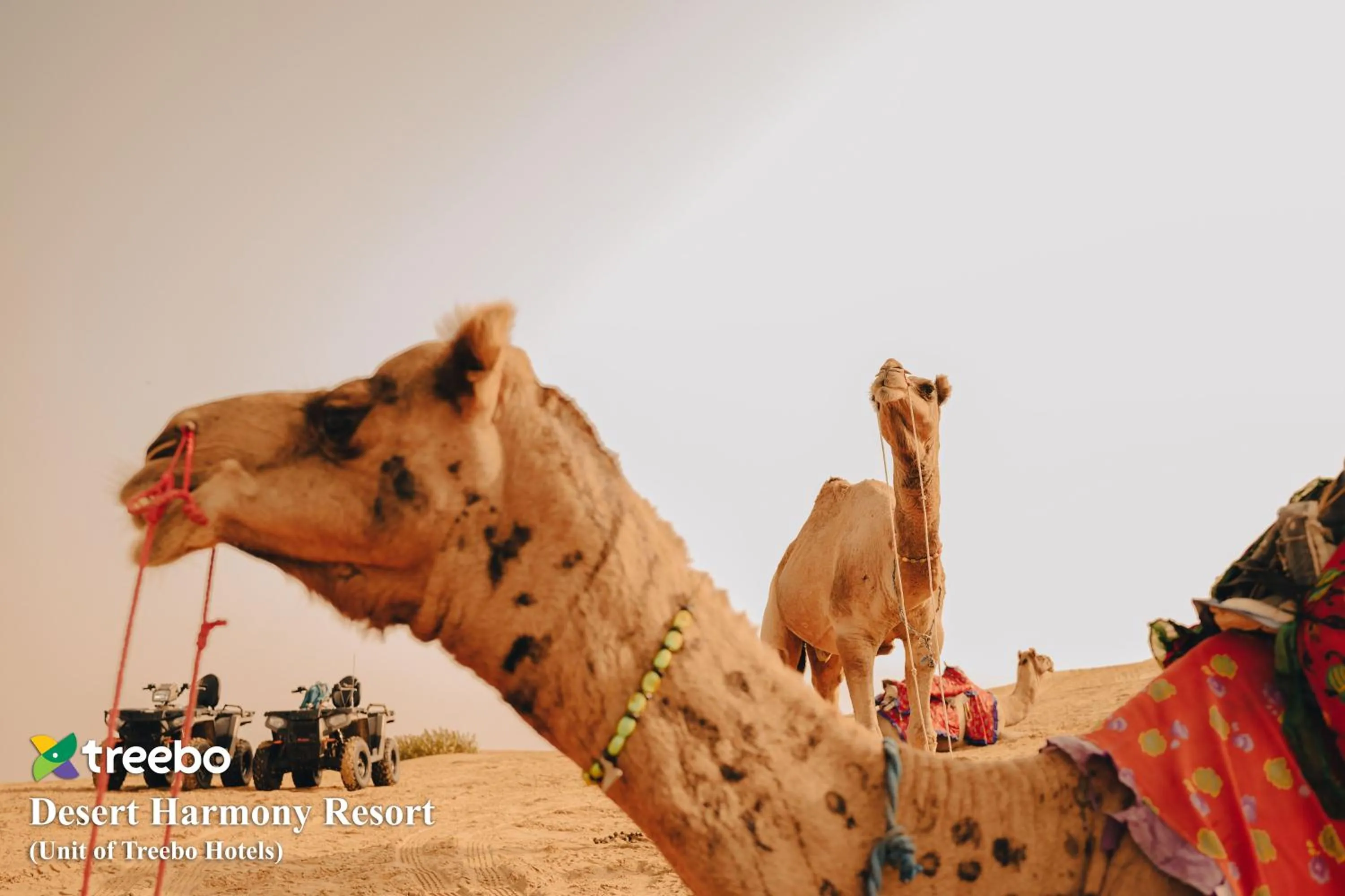 Activities in Treebo Desert Harmony Camp