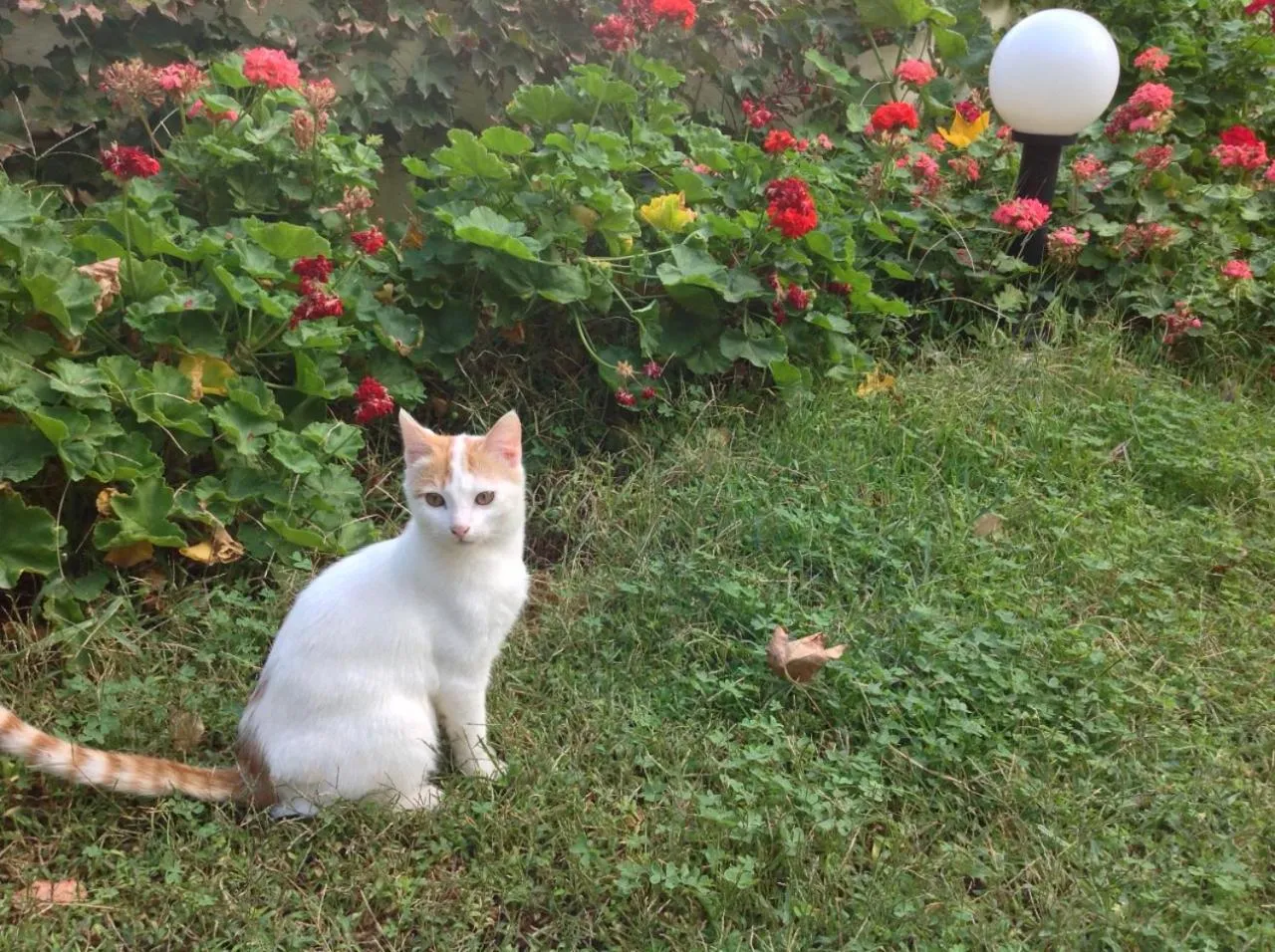 Pets in Asterias Studios & Apartments