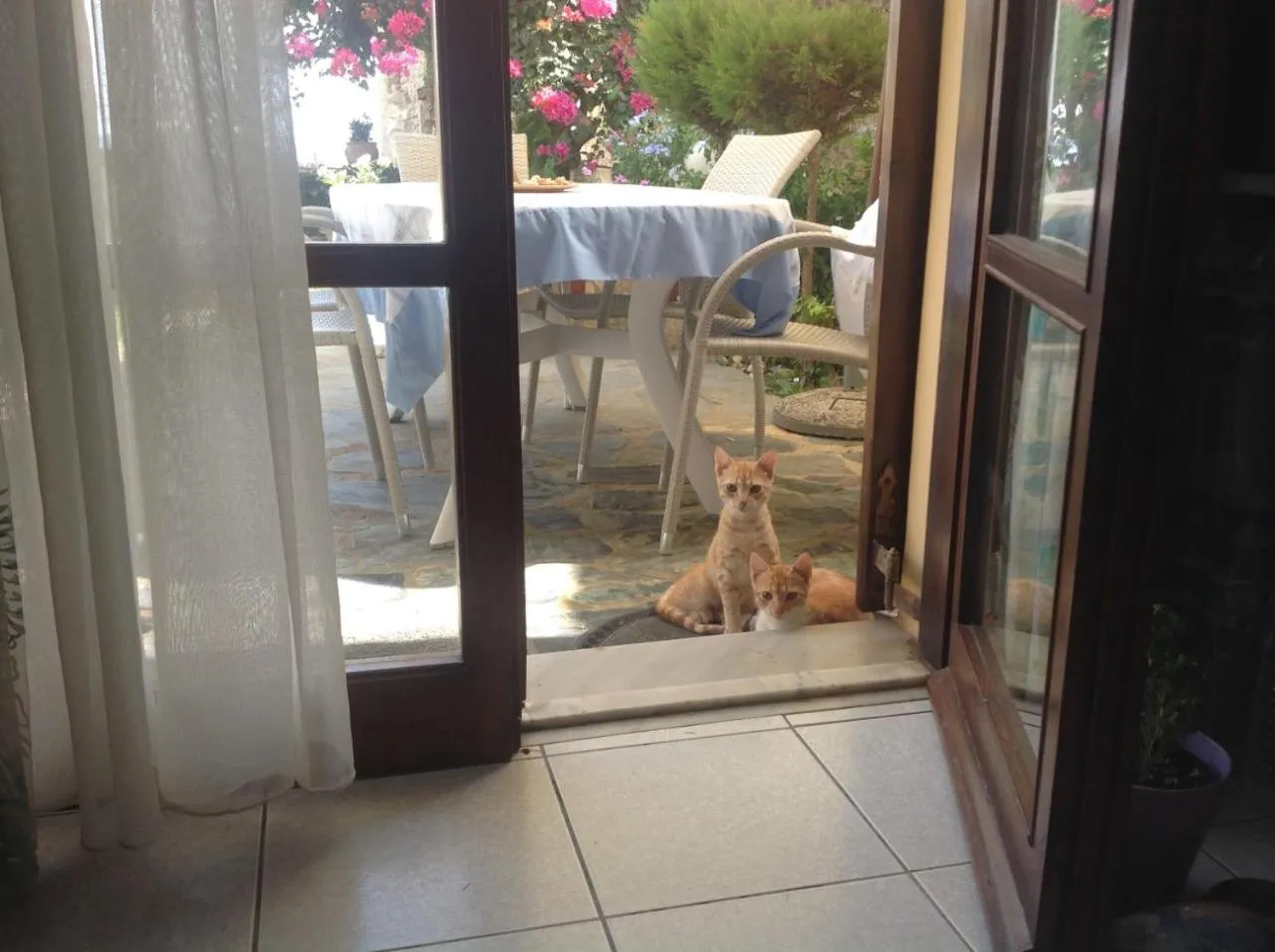 Pets in Asterias Studios & Apartments