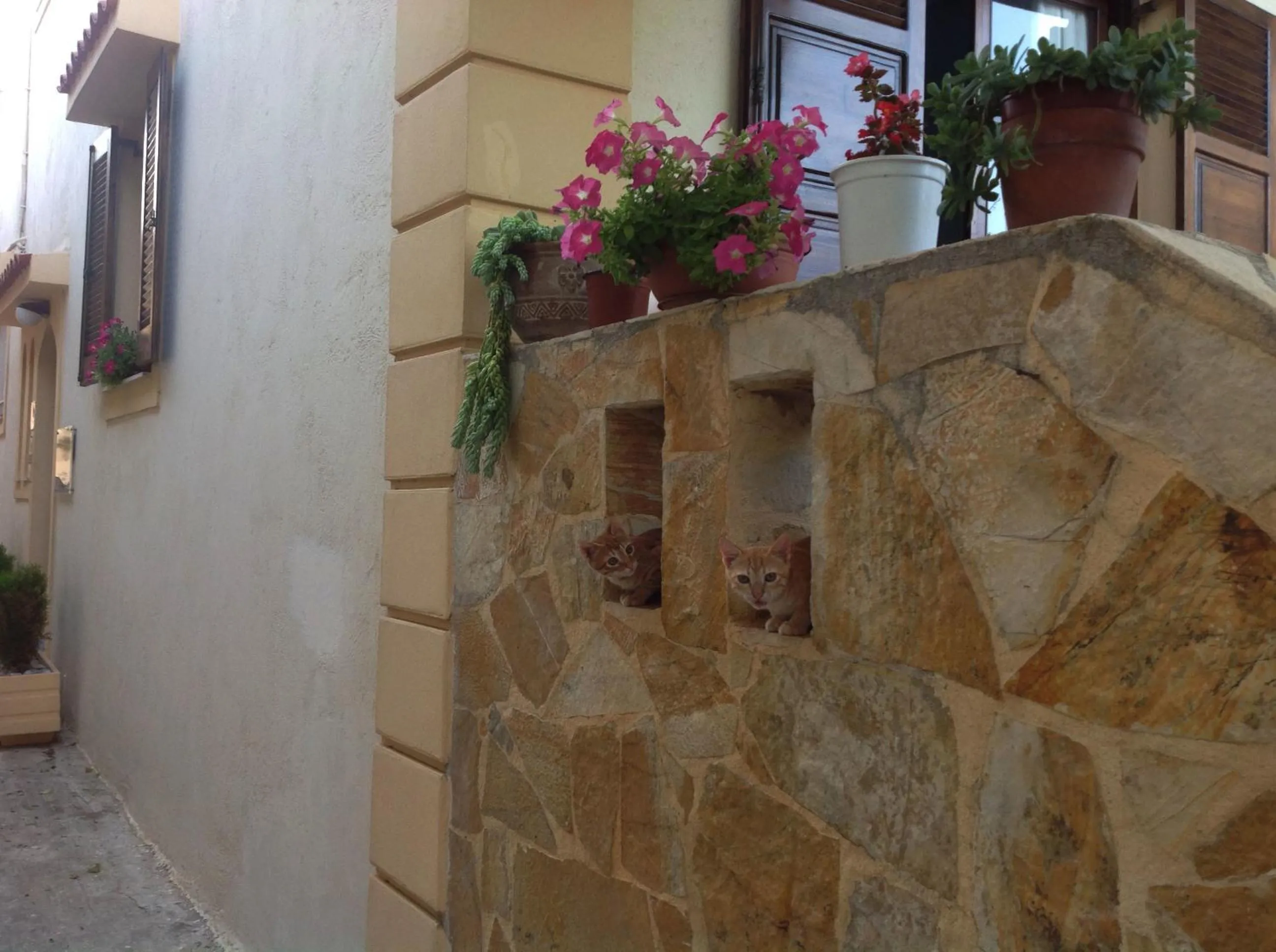 Animals in Asterias Studios & Apartments