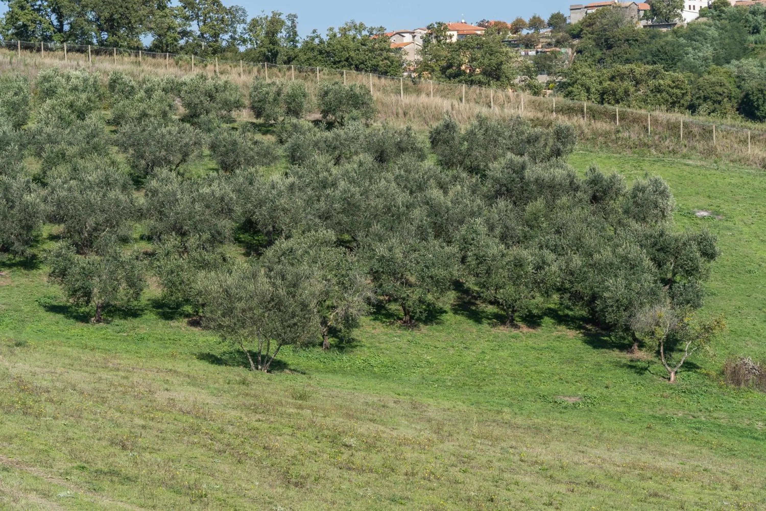 Natural landscape in Agriturismo Bella Cima