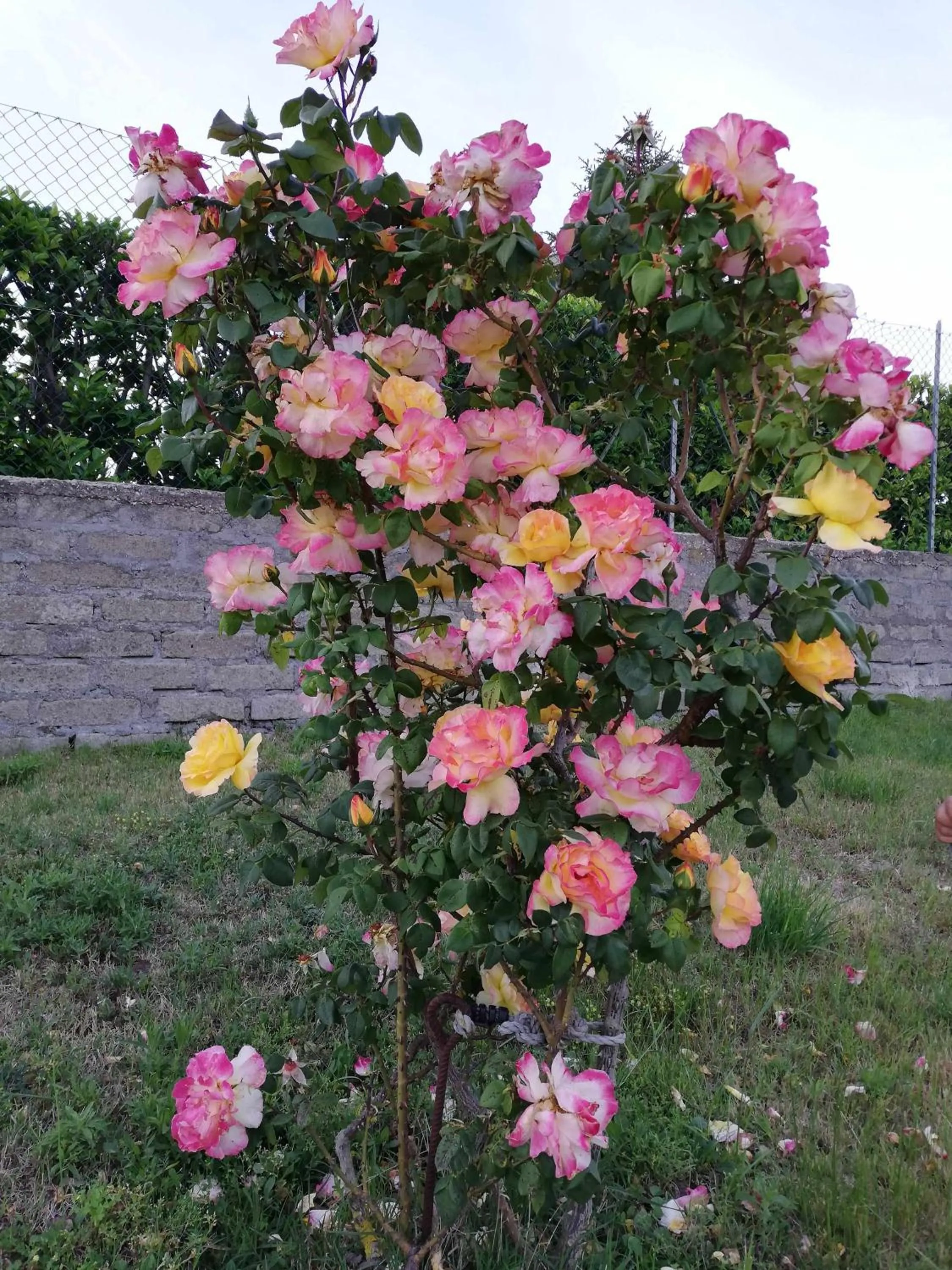 Garden in Agriturismo Bella Cima
