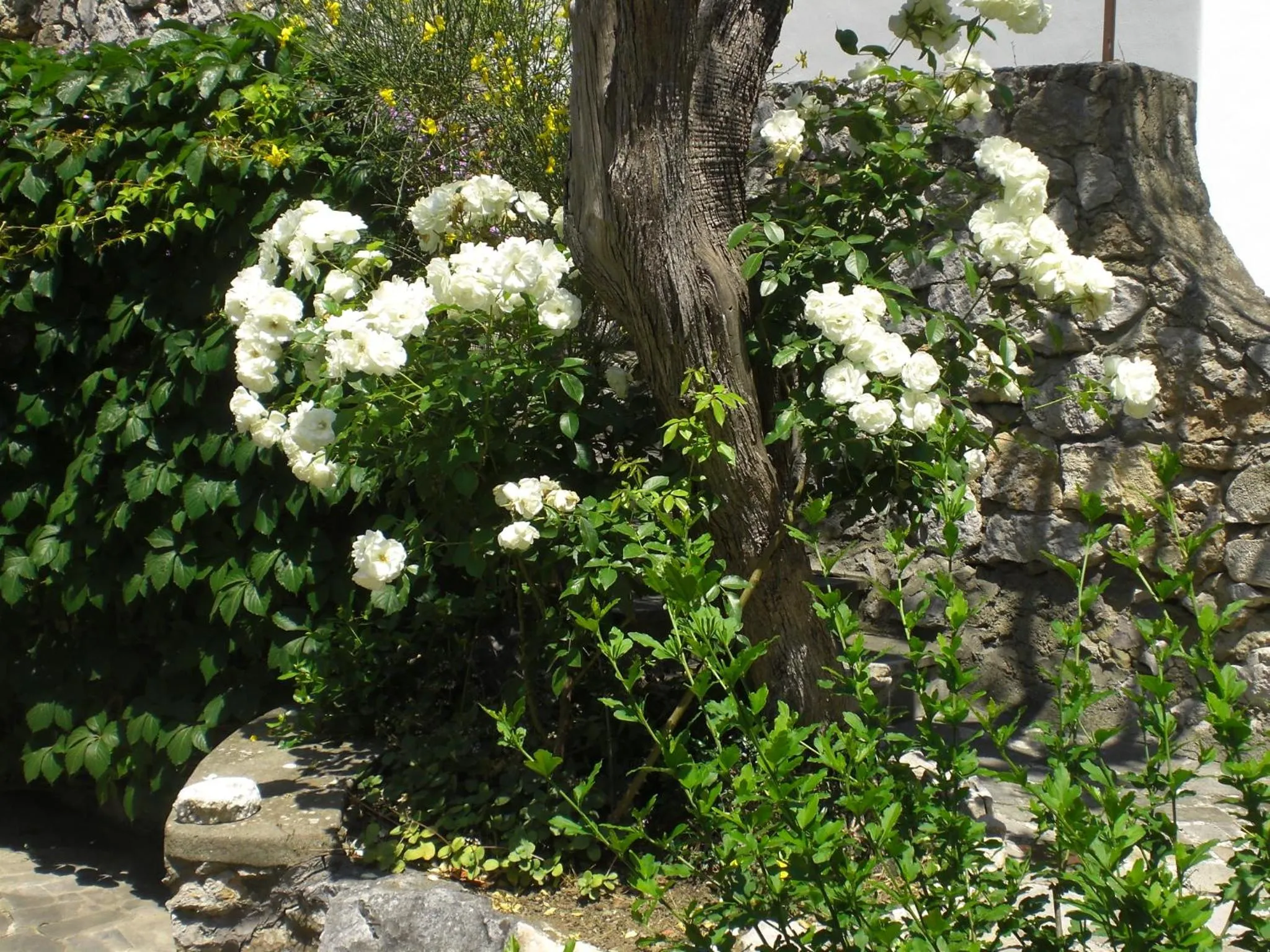 Garden in Casa Augusto B&B