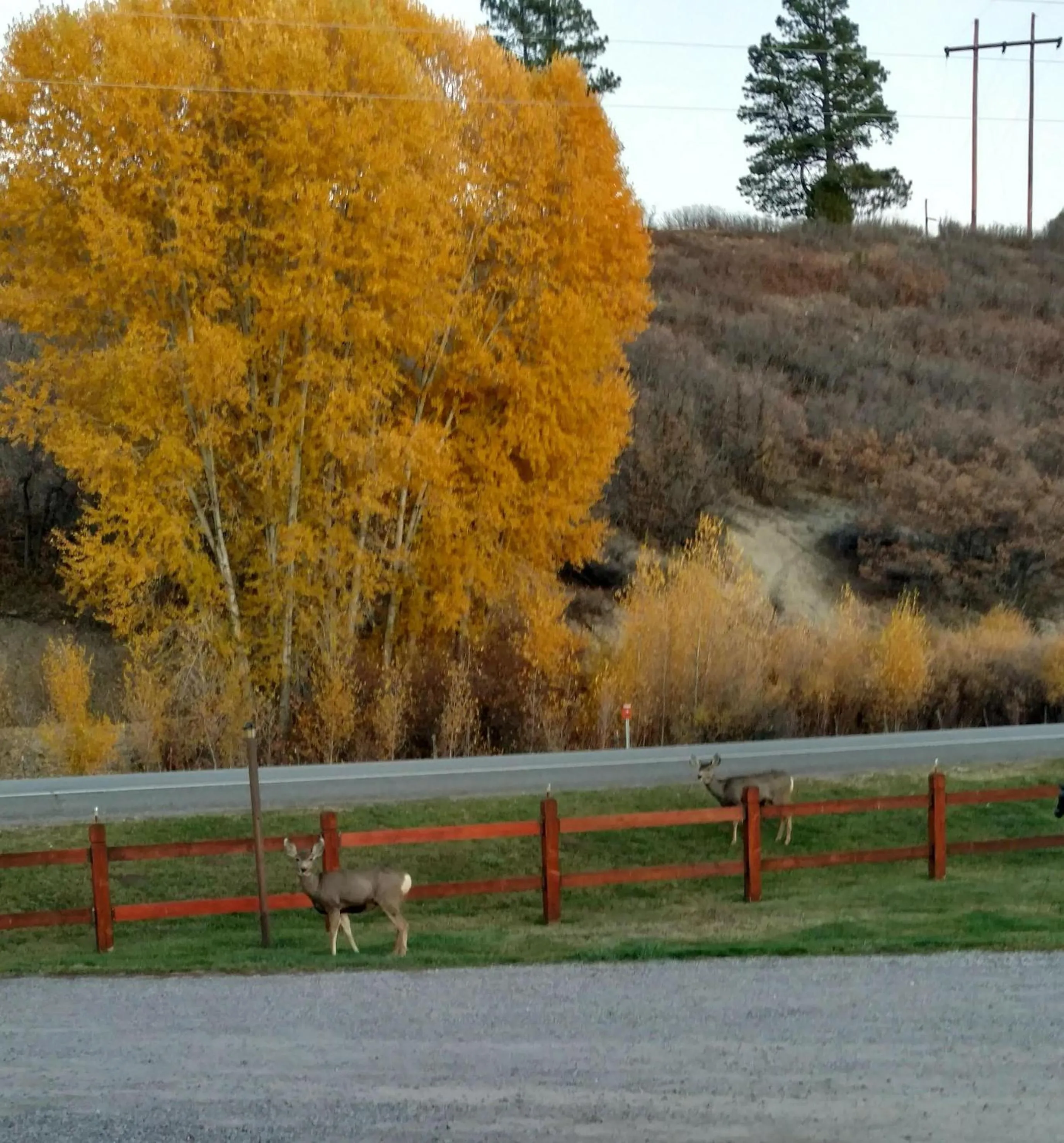 Animals in Chama River Bend Lodge