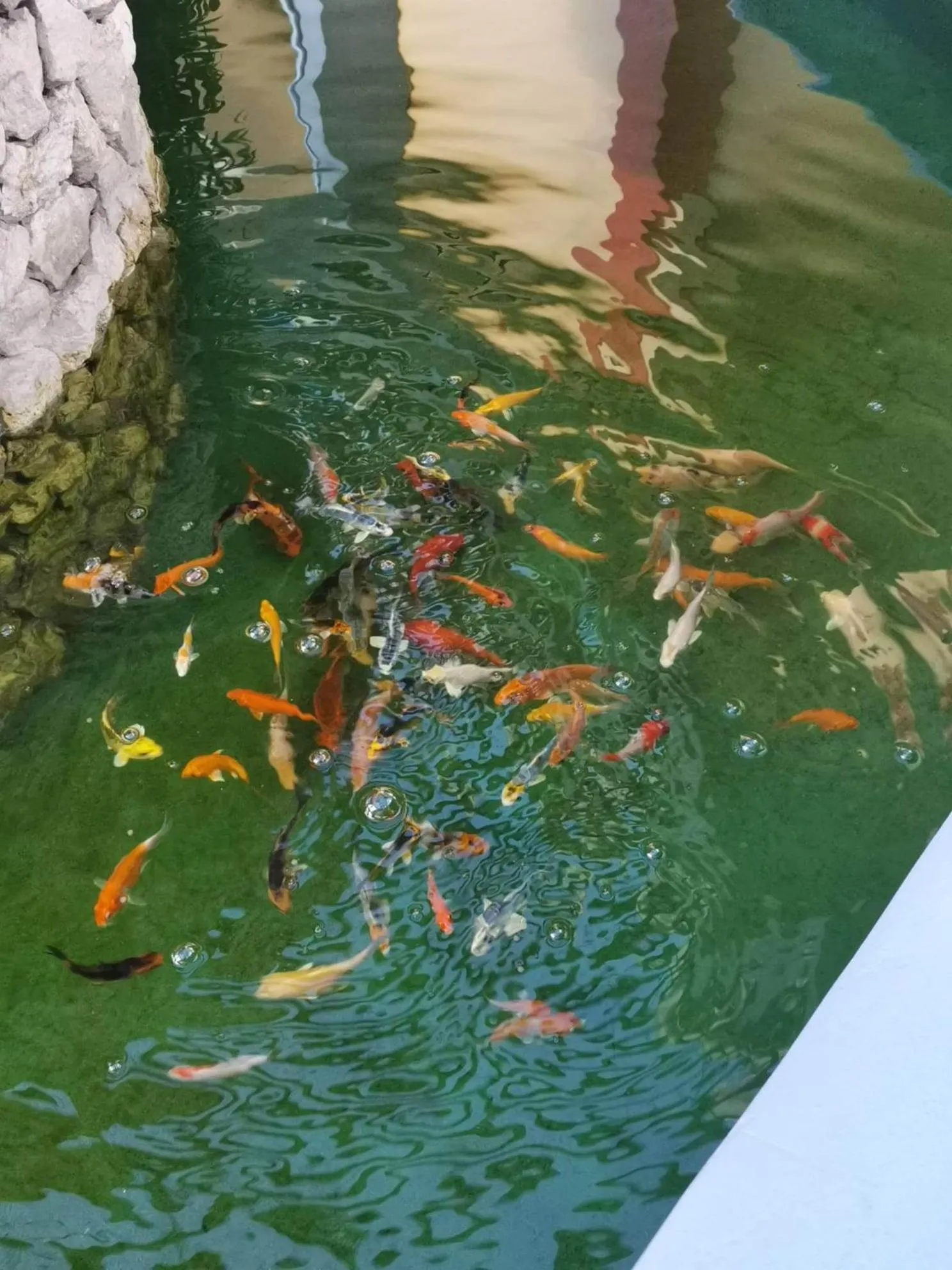 Animals in SBG Resort Lambug