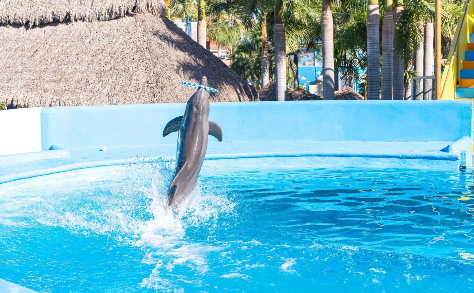 Aqua park in Splash Inn Nuevo Vallarta & Parque Acuatico