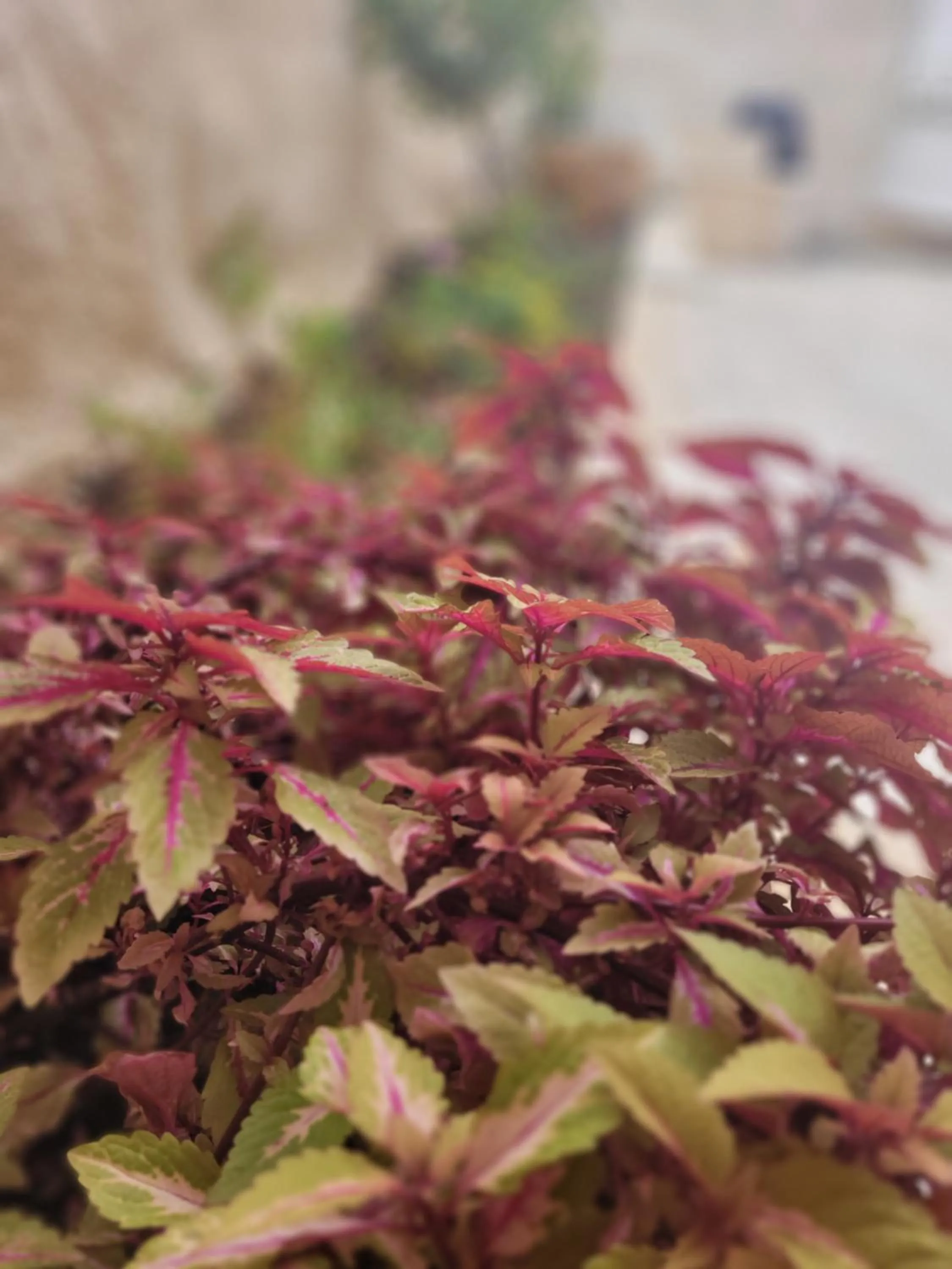 Garden in Maya Guest House - German Colony & Baháí Gardens, Haifa