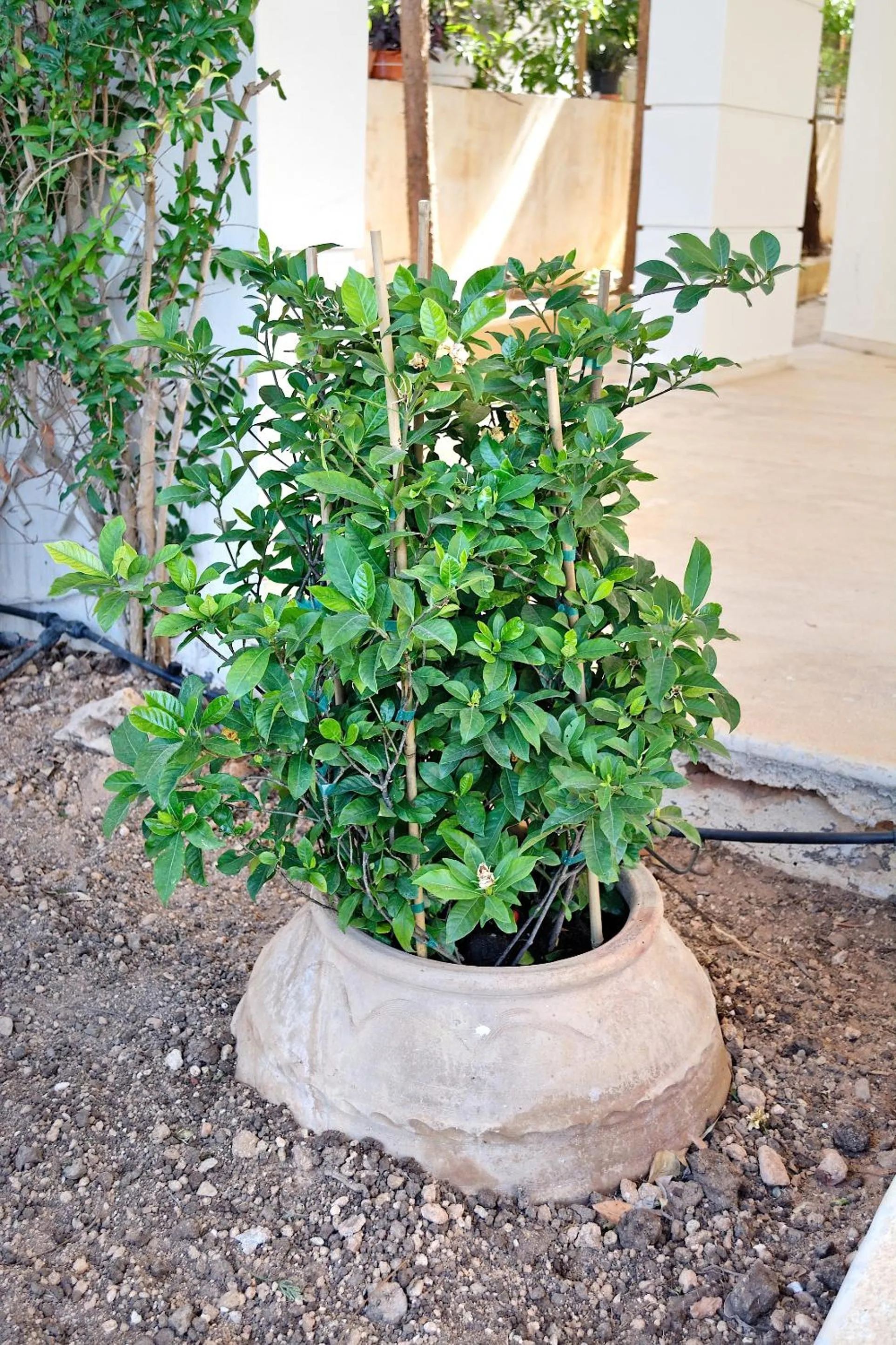 Garden in Triplex Villa Gardenia Glyfada sea view