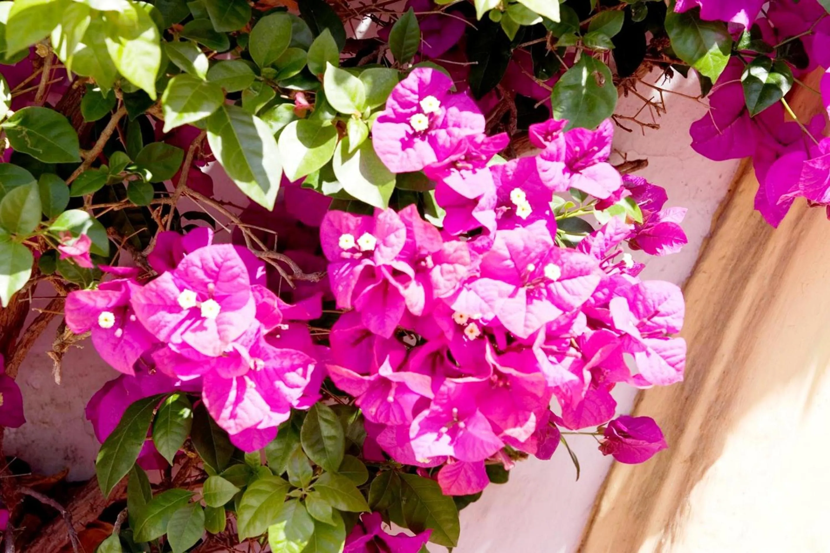 Decorative detail in Globales Pueblo Andaluz