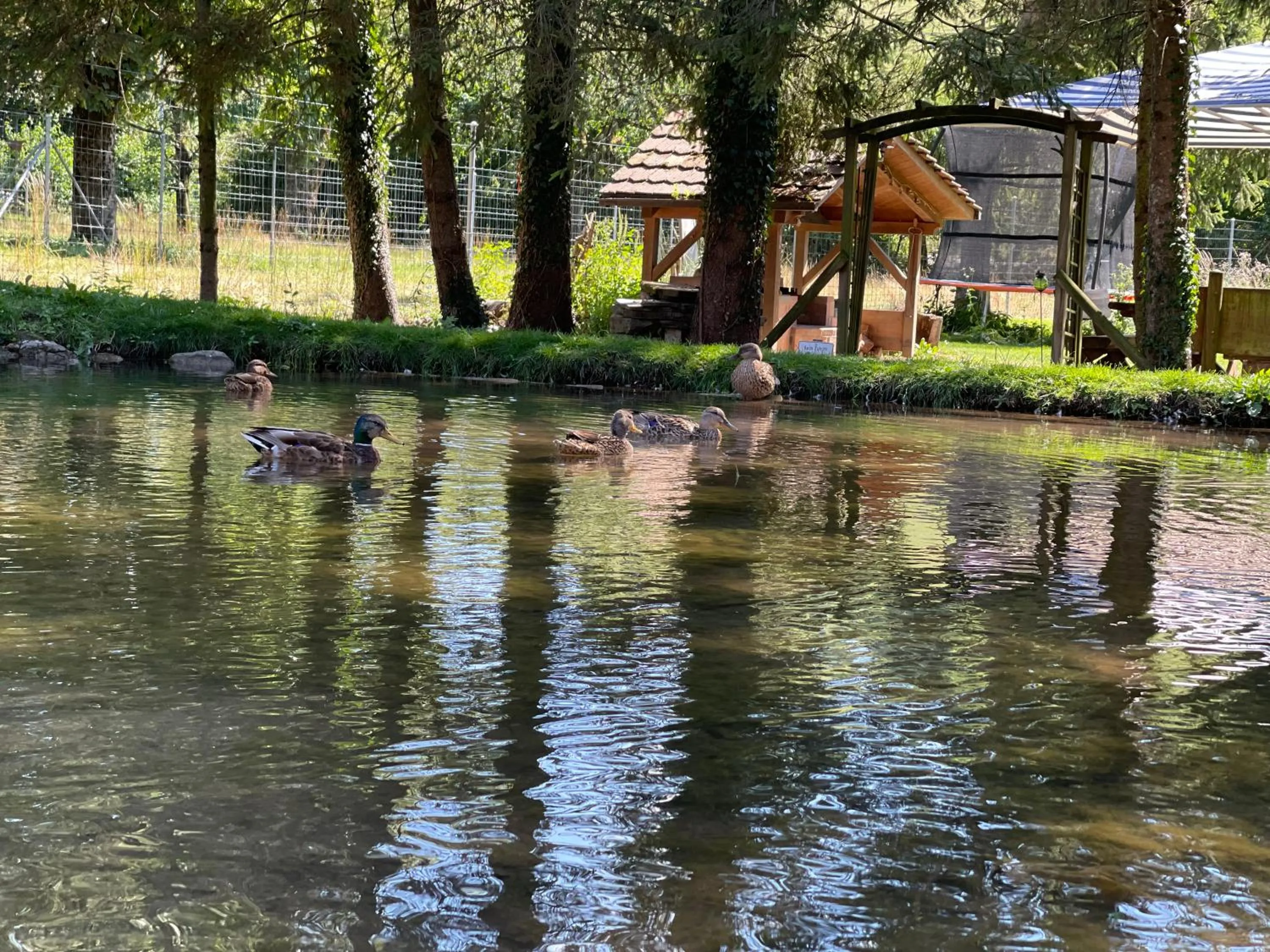 Animals in Hotel Sternen Worb