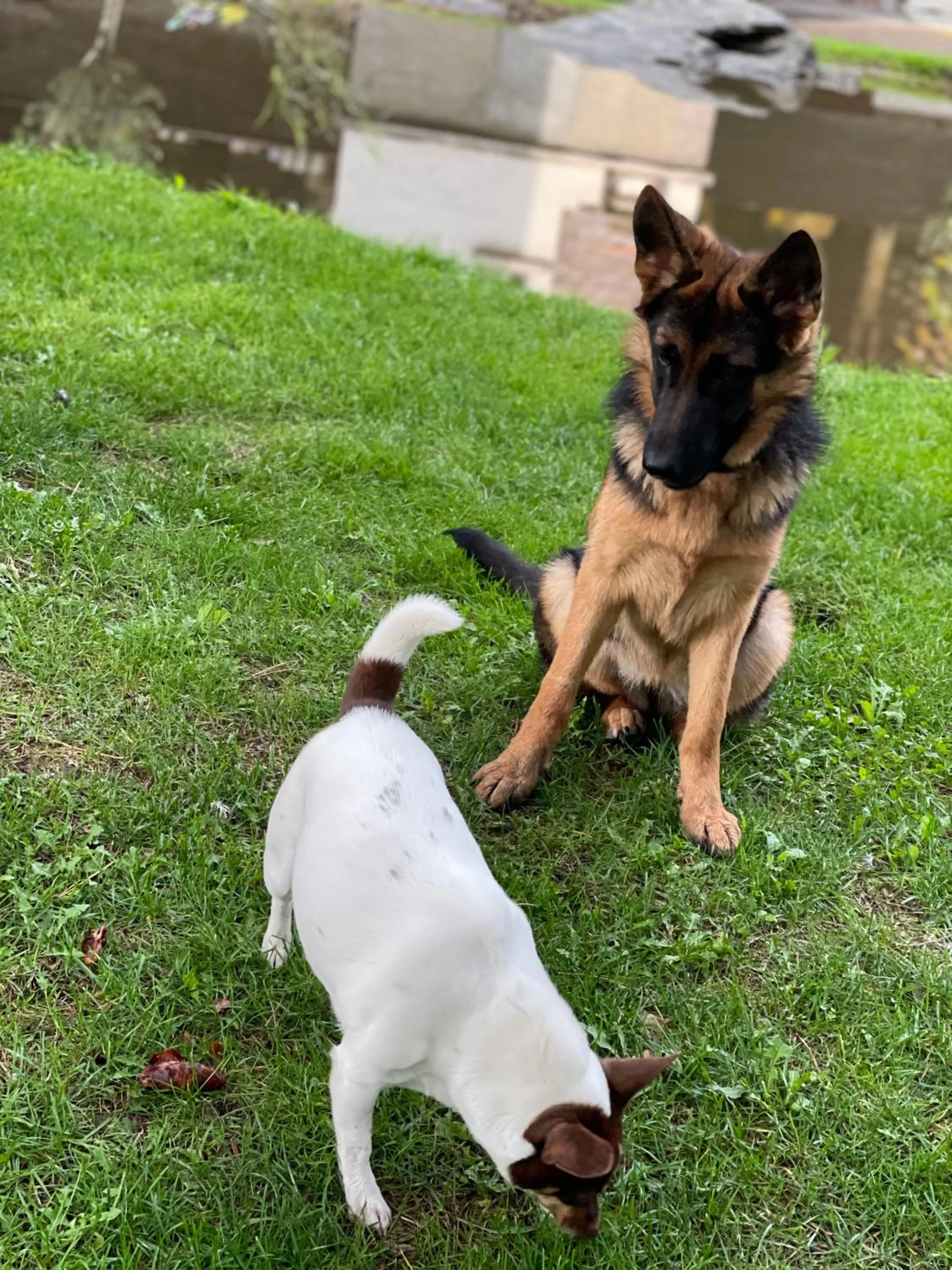 Pets in Hotel Sternen Worb