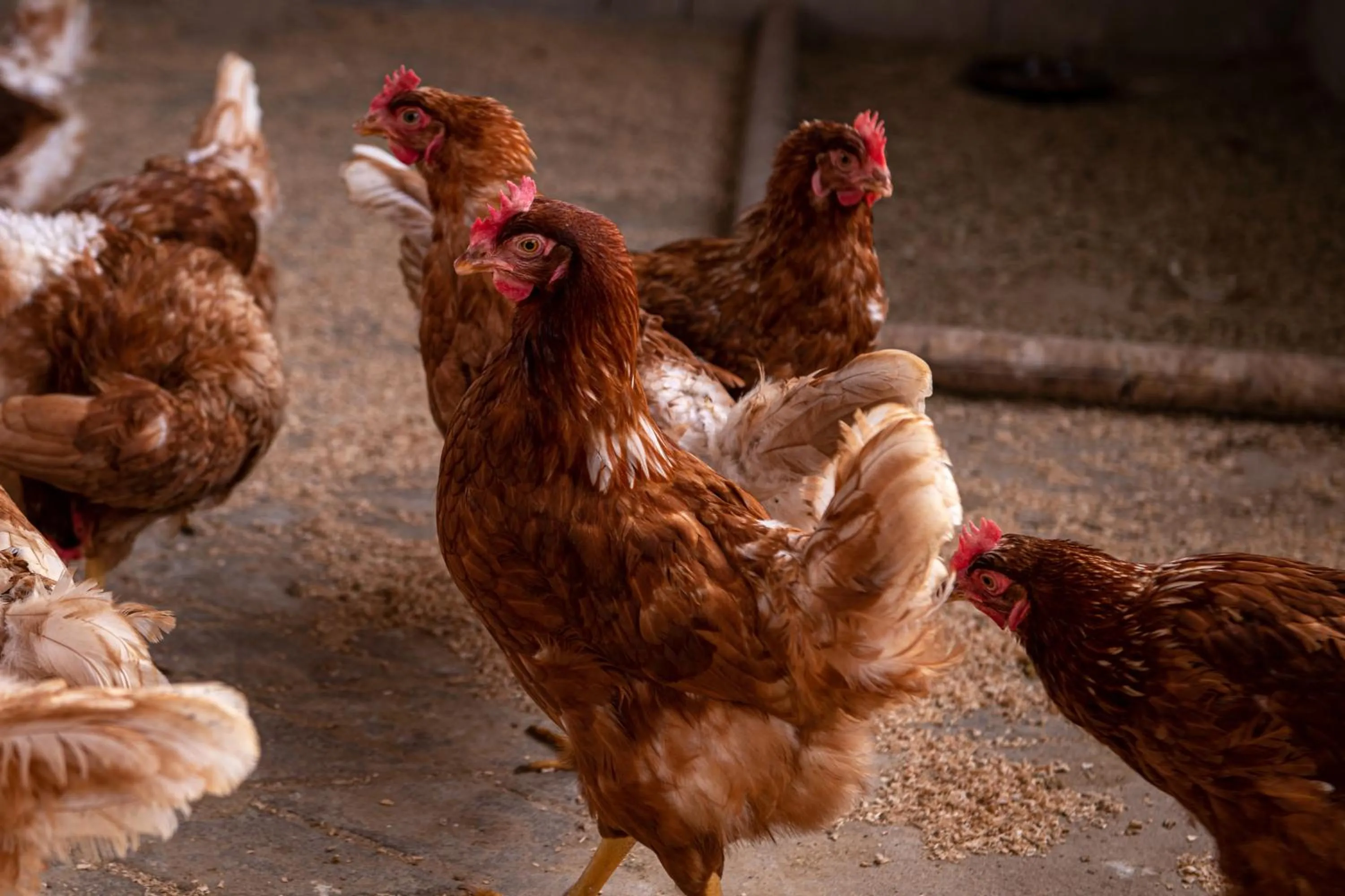 Animals in Agroturismo Son Juaneda