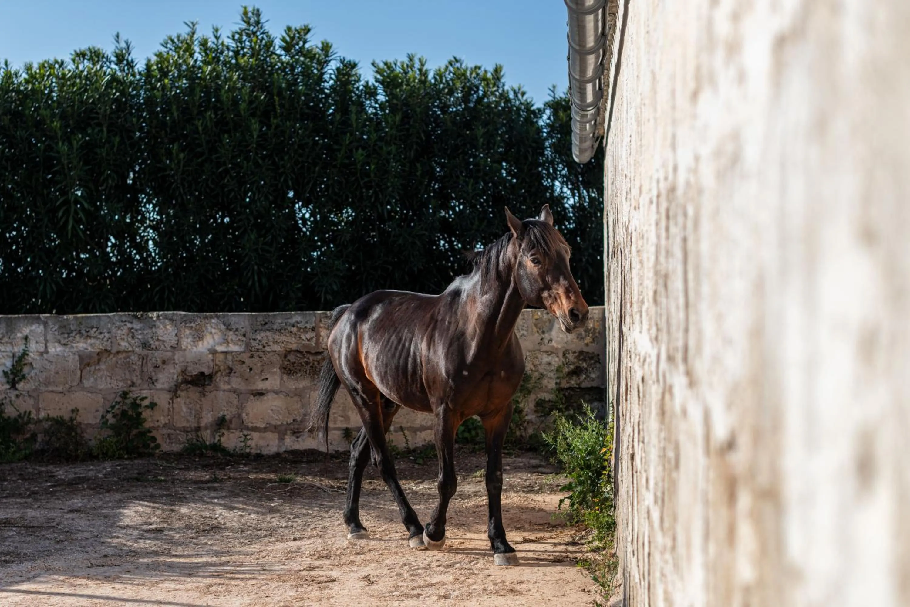 Animals in Agroturismo Son Juaneda