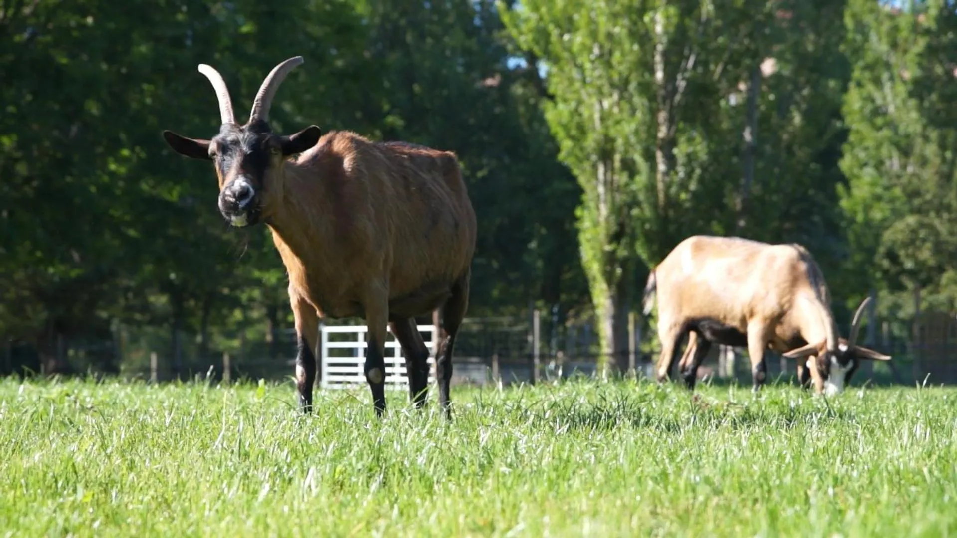 Animals in Le Hameau des Genets