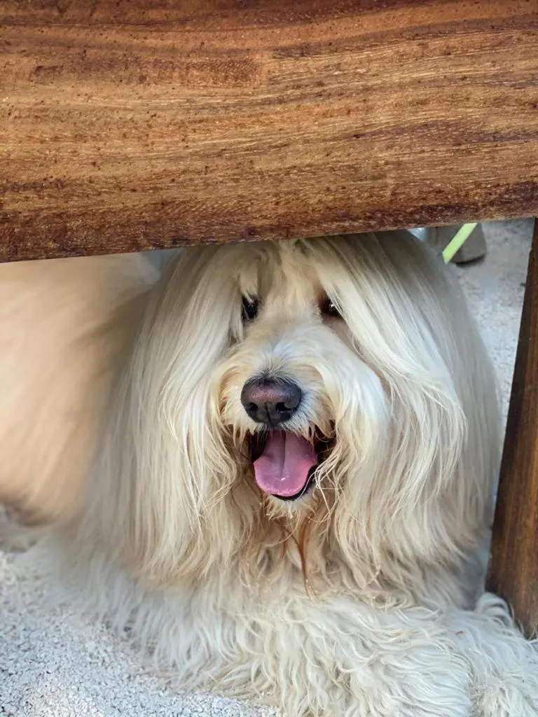 Pets in Café de Playa Beach Front Hotel