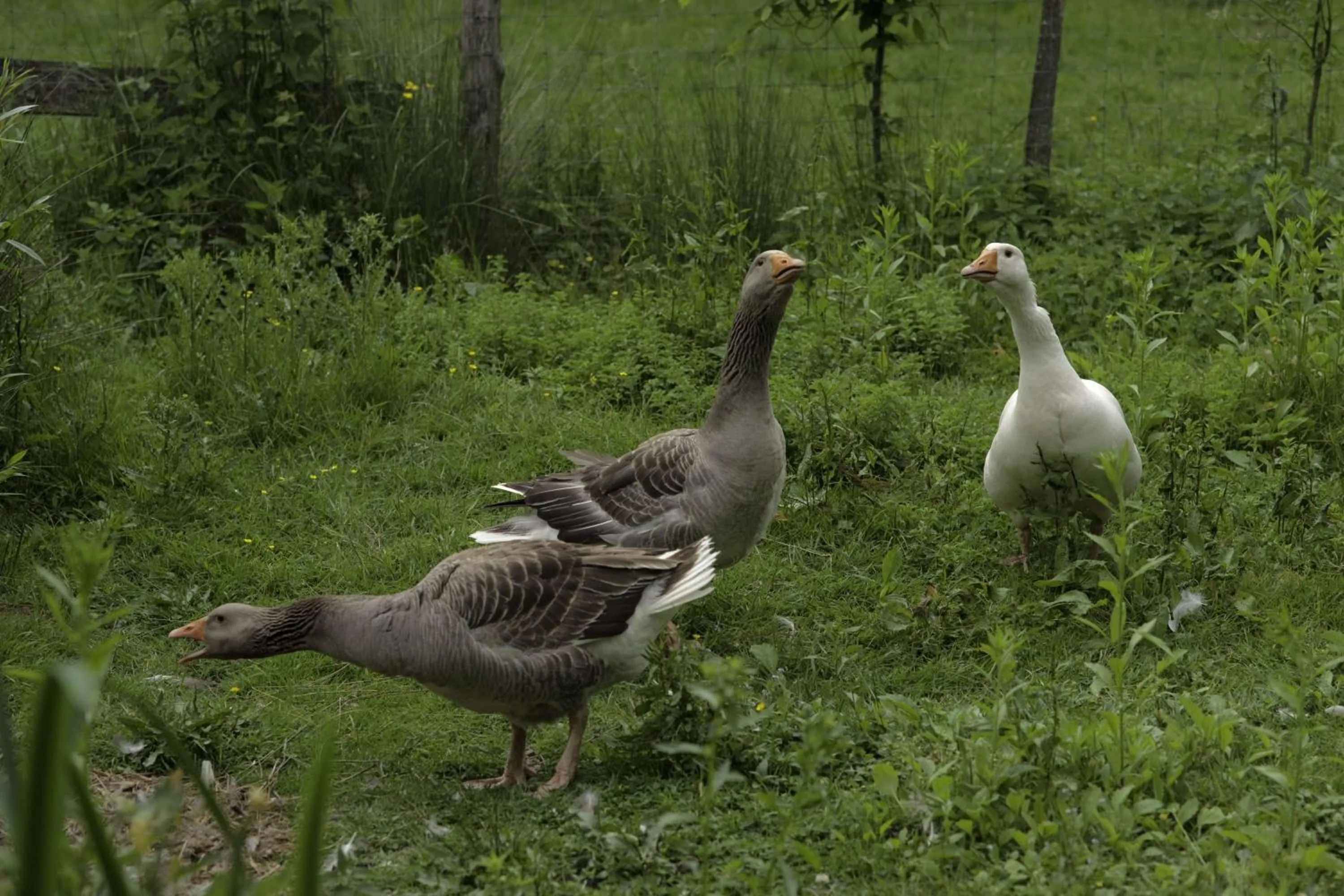 Animals in Marguerite's Ferme rustique