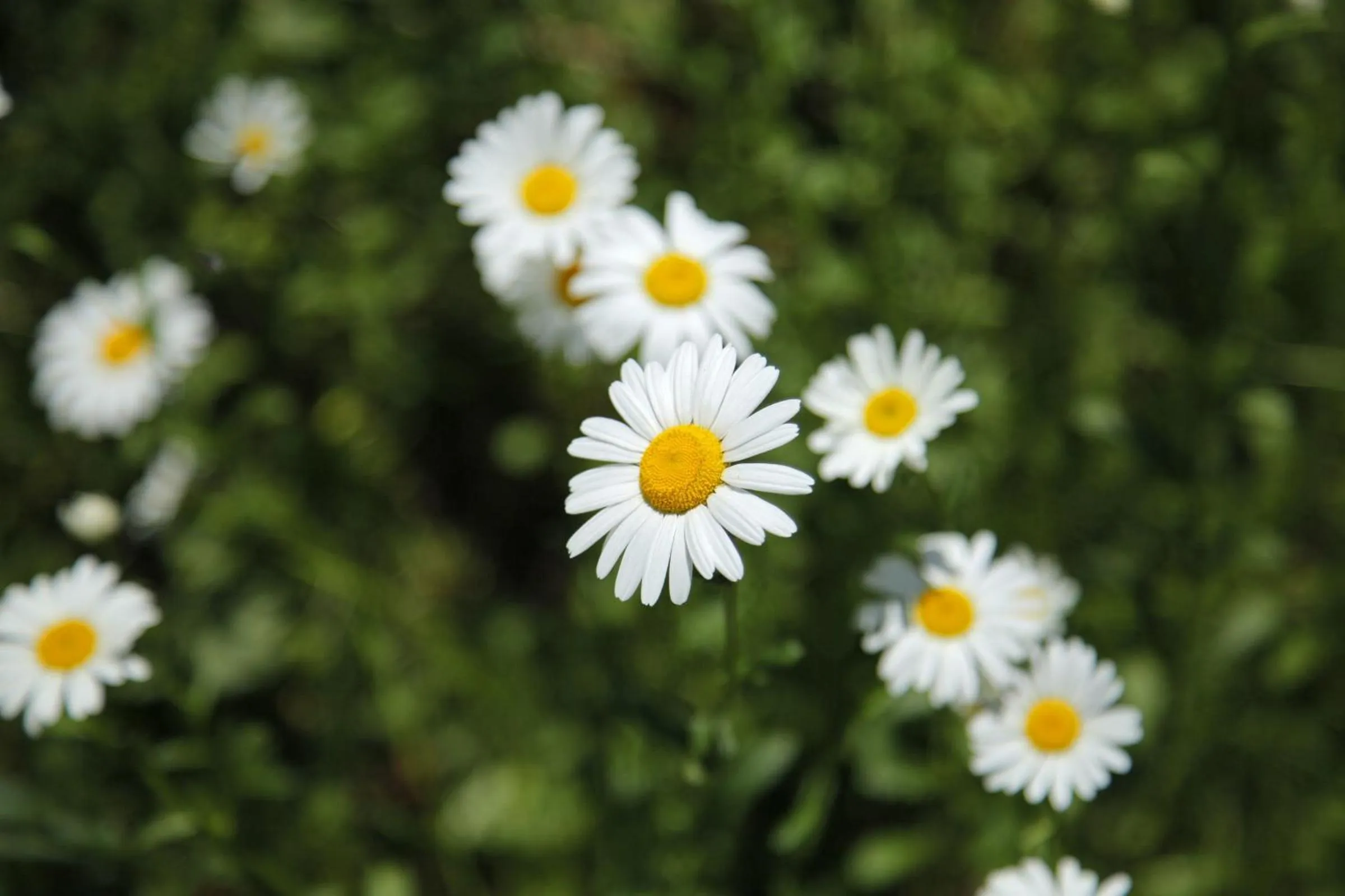 Garden in Garni Villa Tyrol - Adults Only