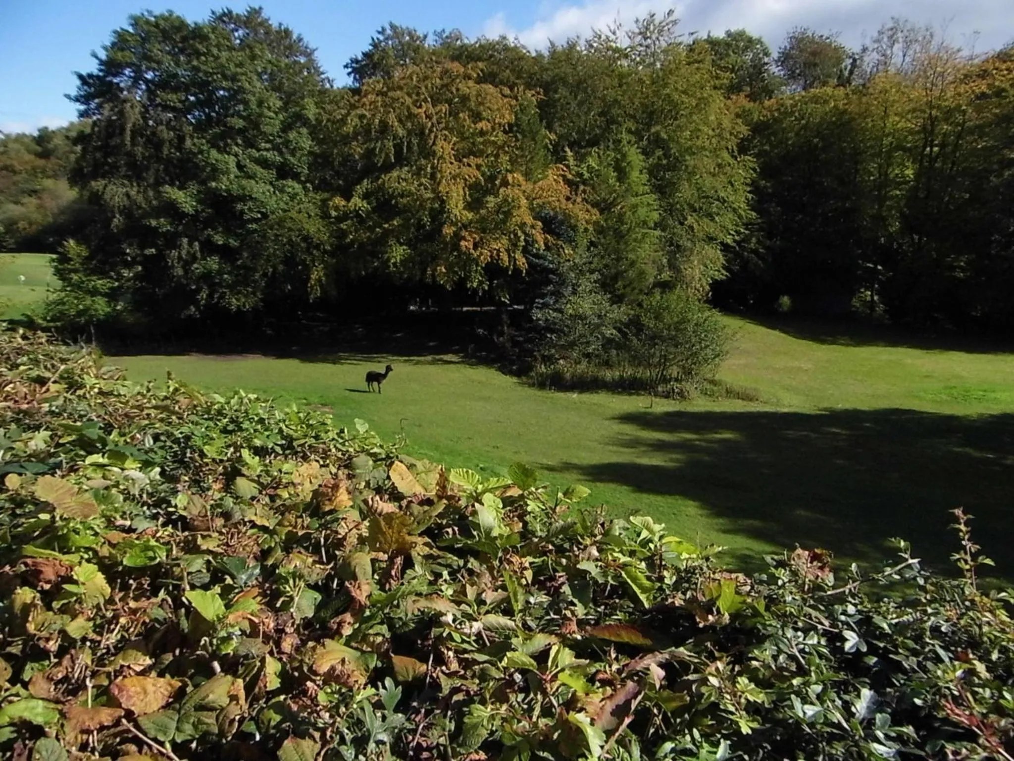 Natural landscape in The Mill at Glynhir