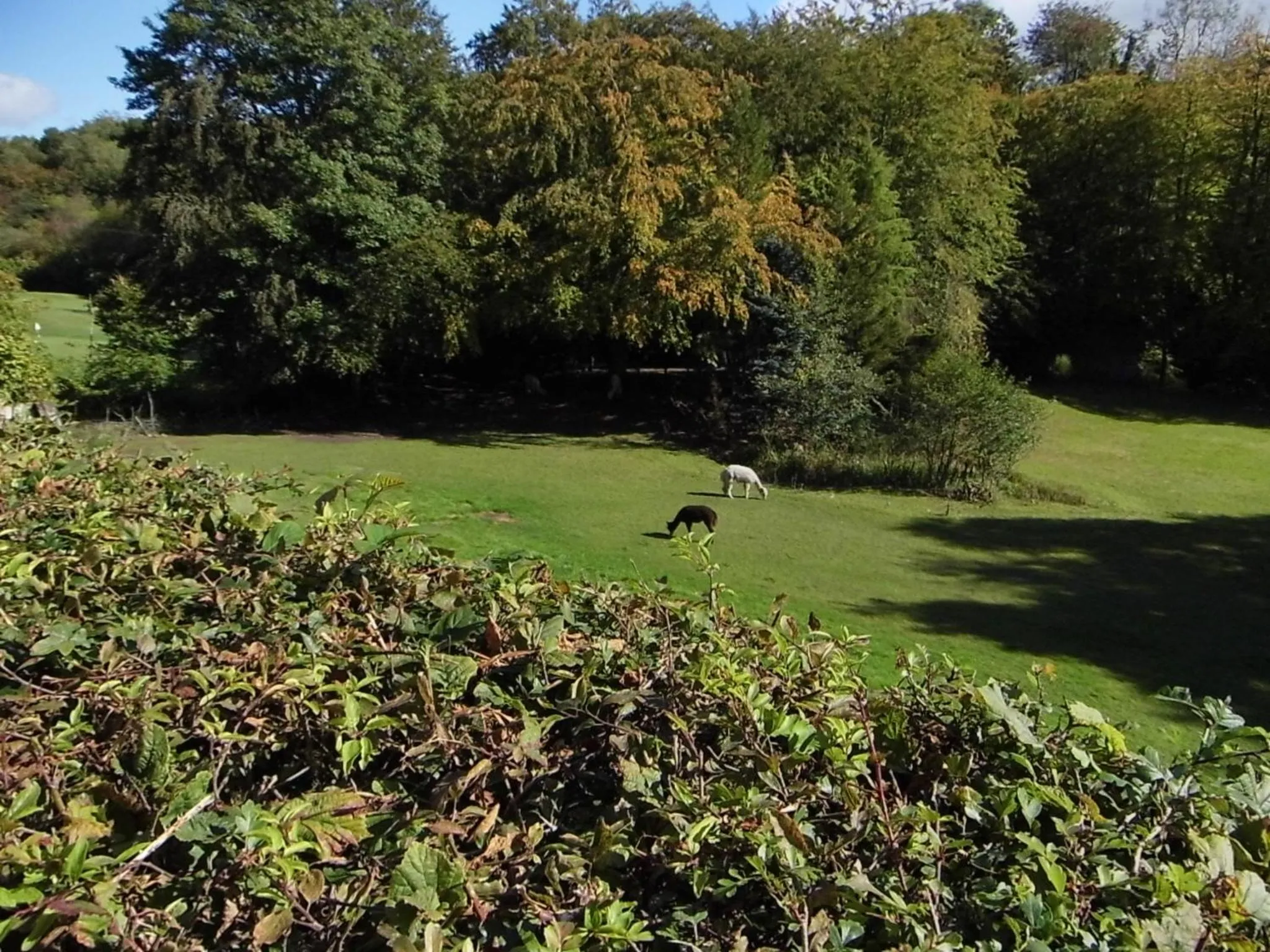 Garden view in The Mill at Glynhir