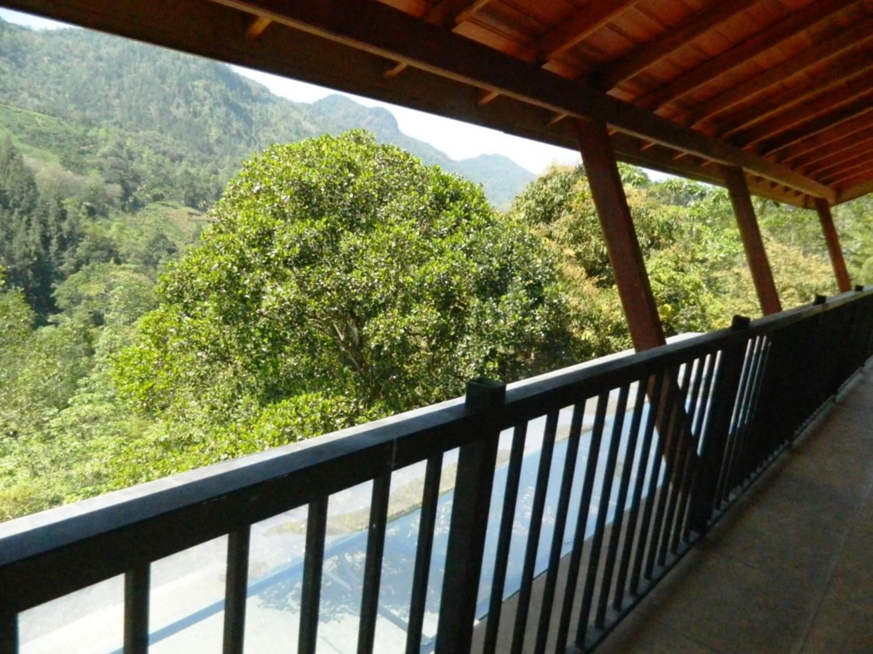 Balcony/Terrace in Birds Paradise Hotel