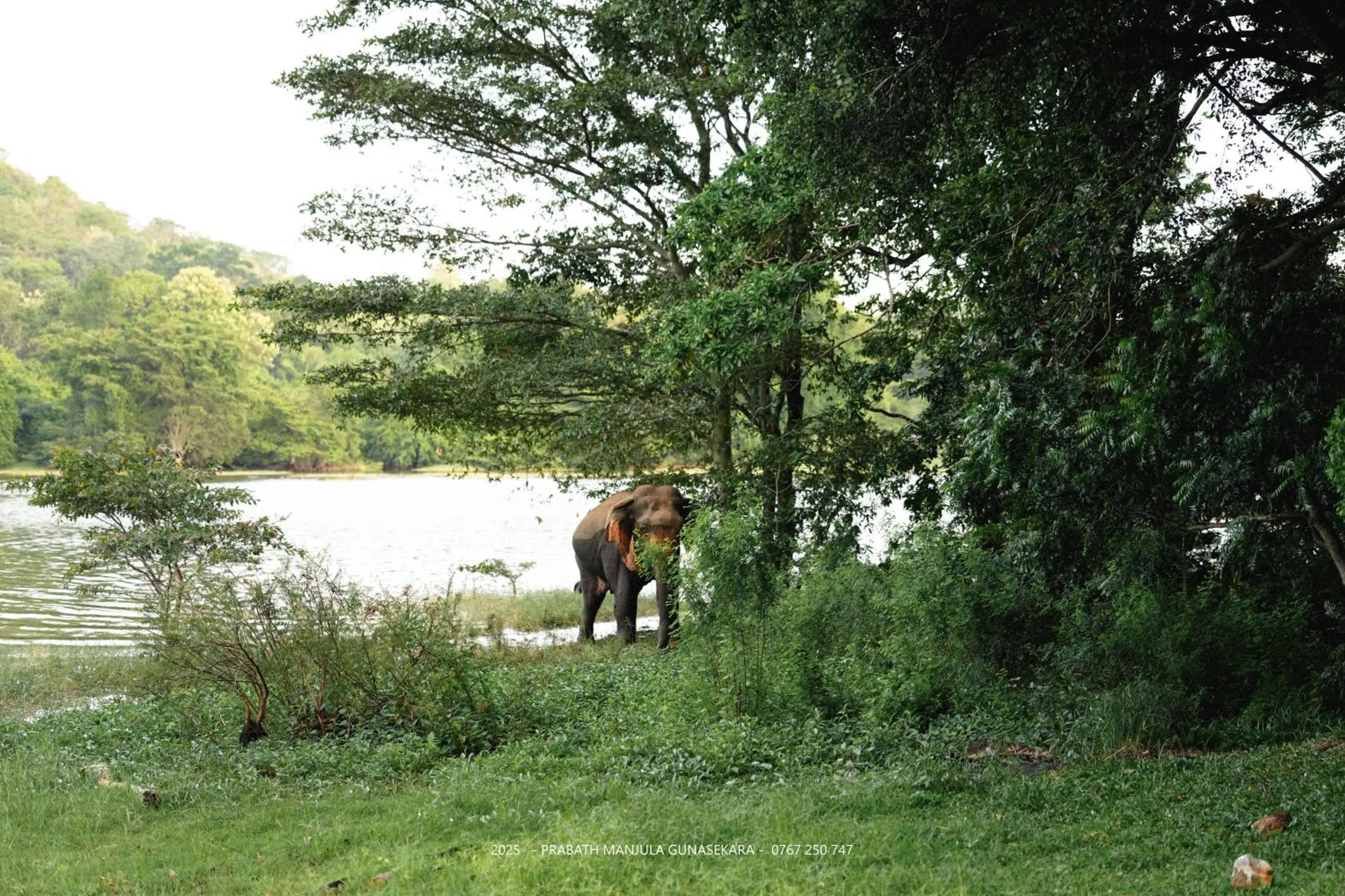 Animals in Mapakada Village - Mahiyanganaya