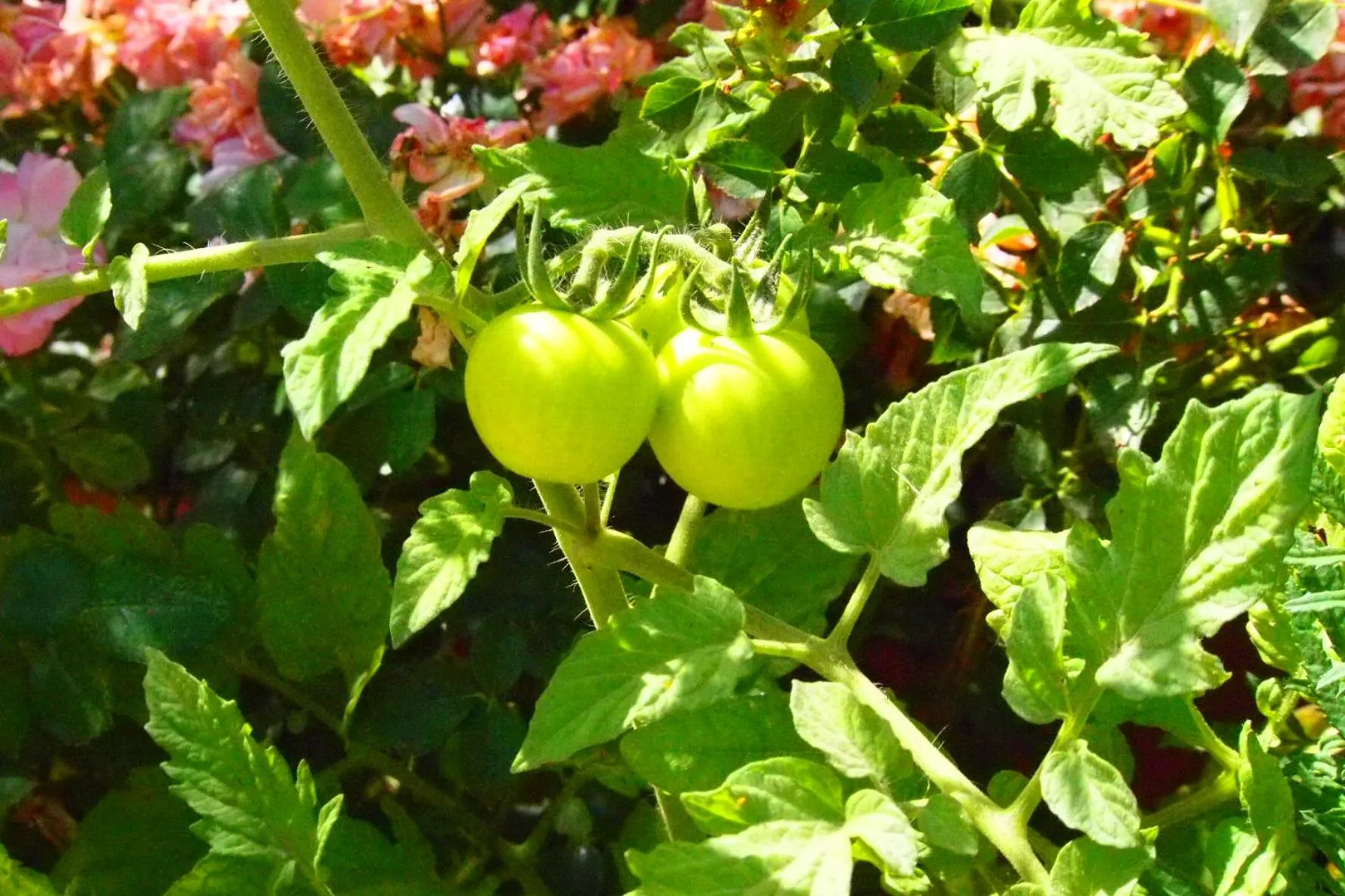 Garden in Emre's Stone House