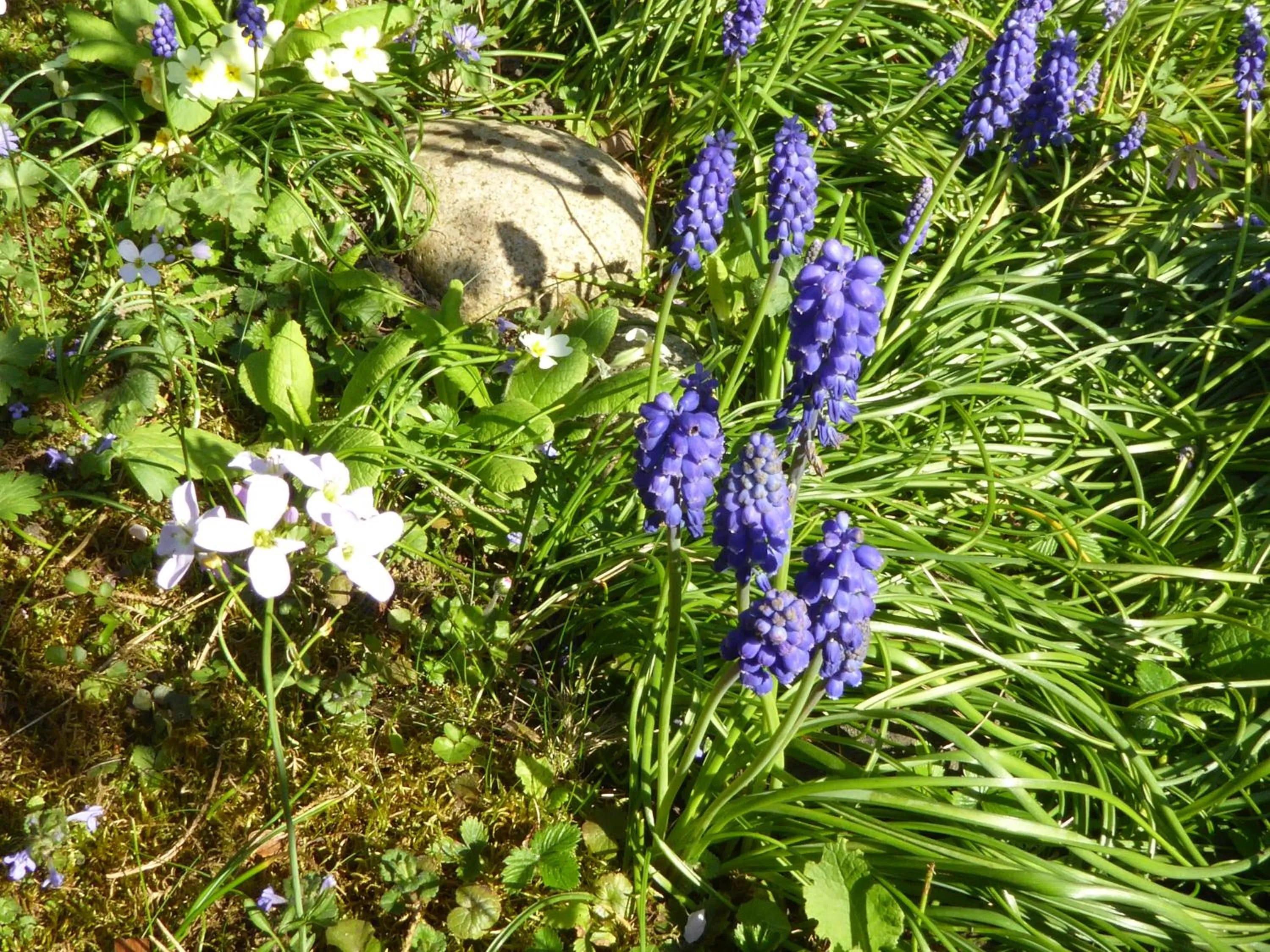 Spring in Chez Jean et Daisy