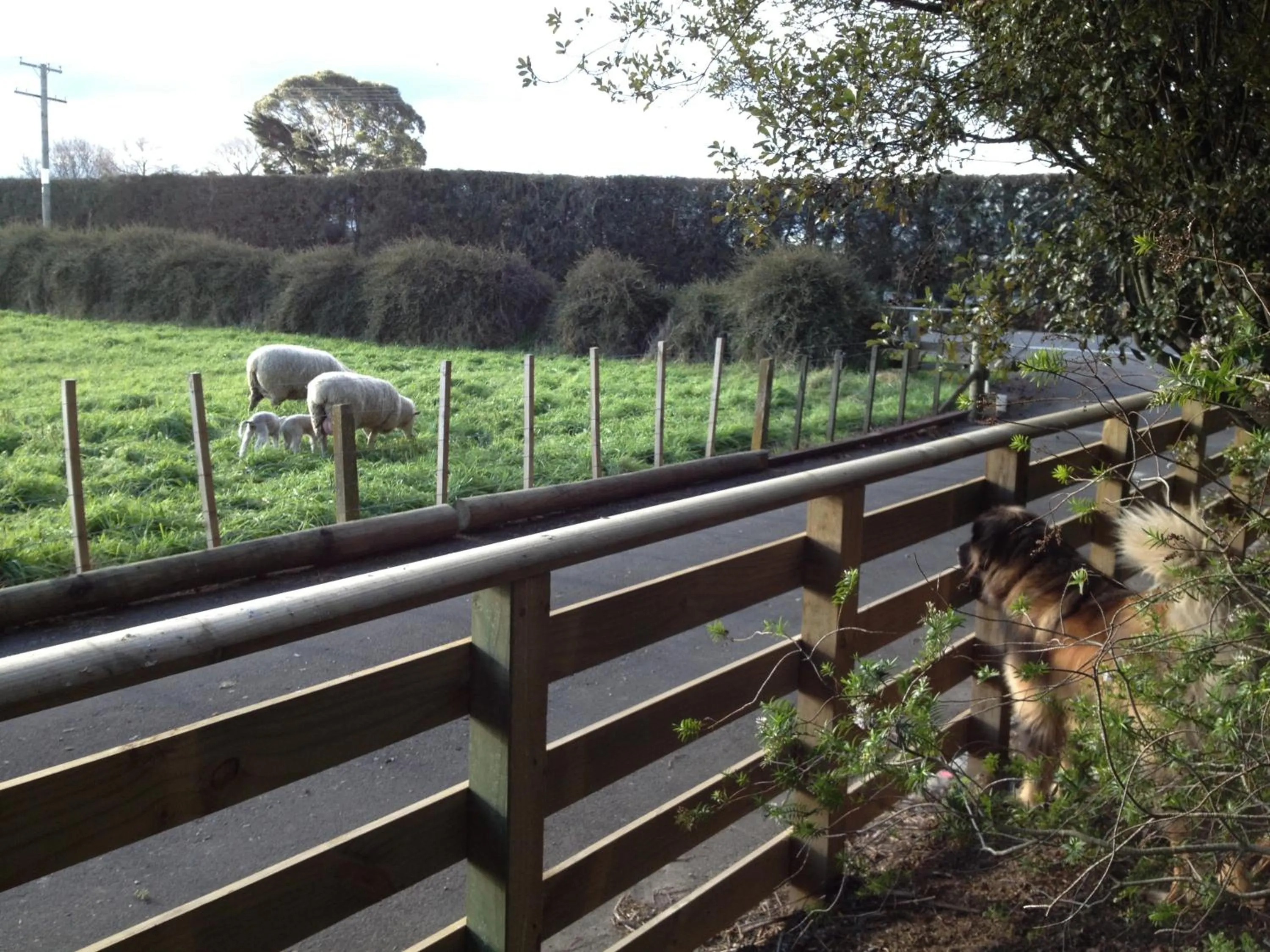 View (from property/room) in Bluebell Lodge and Cottage