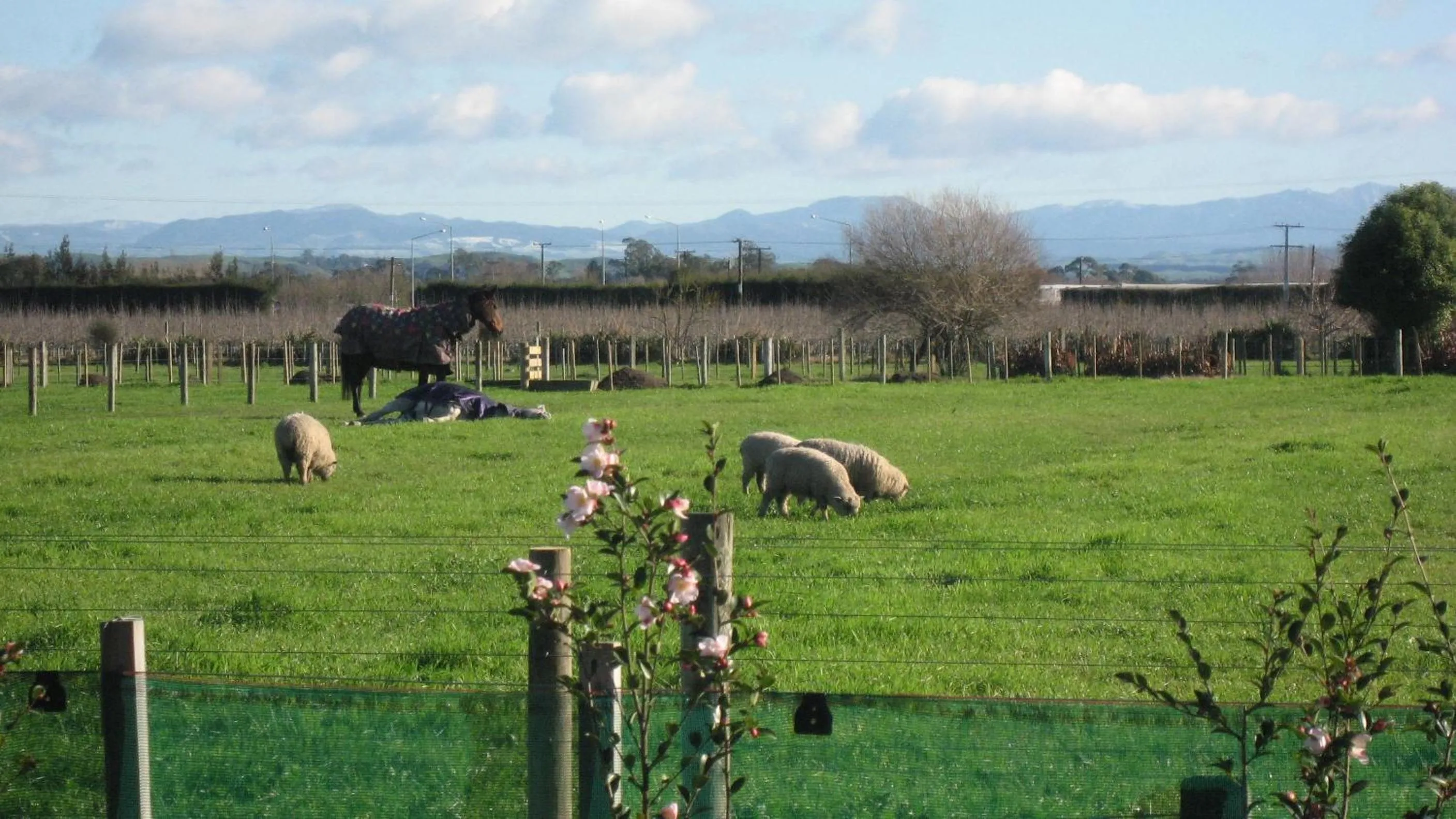 View (from property/room) in Bluebell Lodge and Cottage