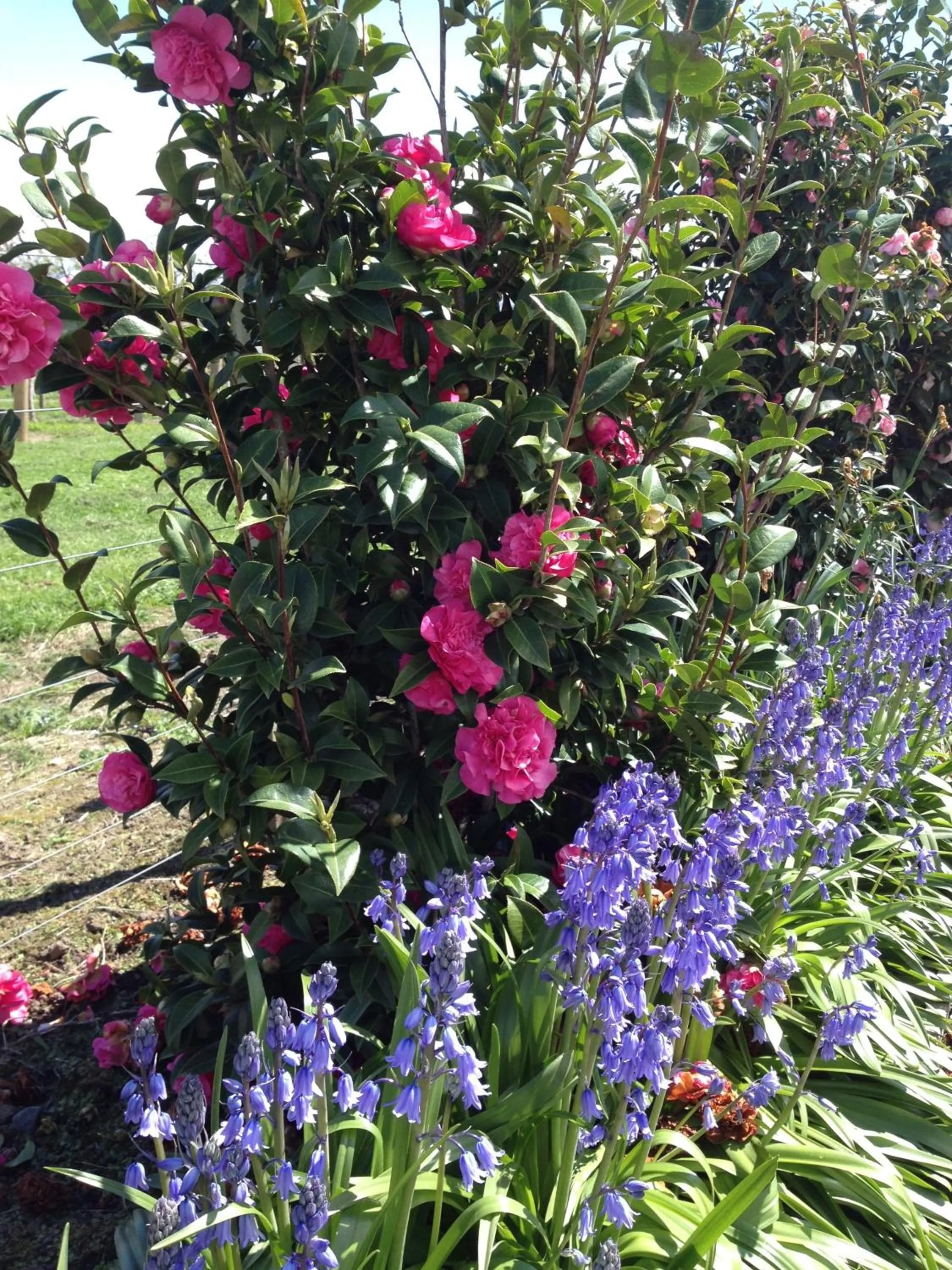 Garden in Bluebell Lodge and Cottage