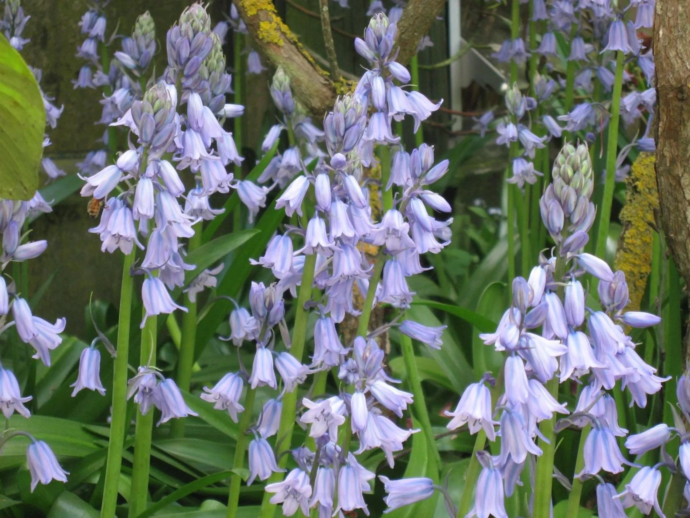 Garden in Bluebell Lodge and Cottage