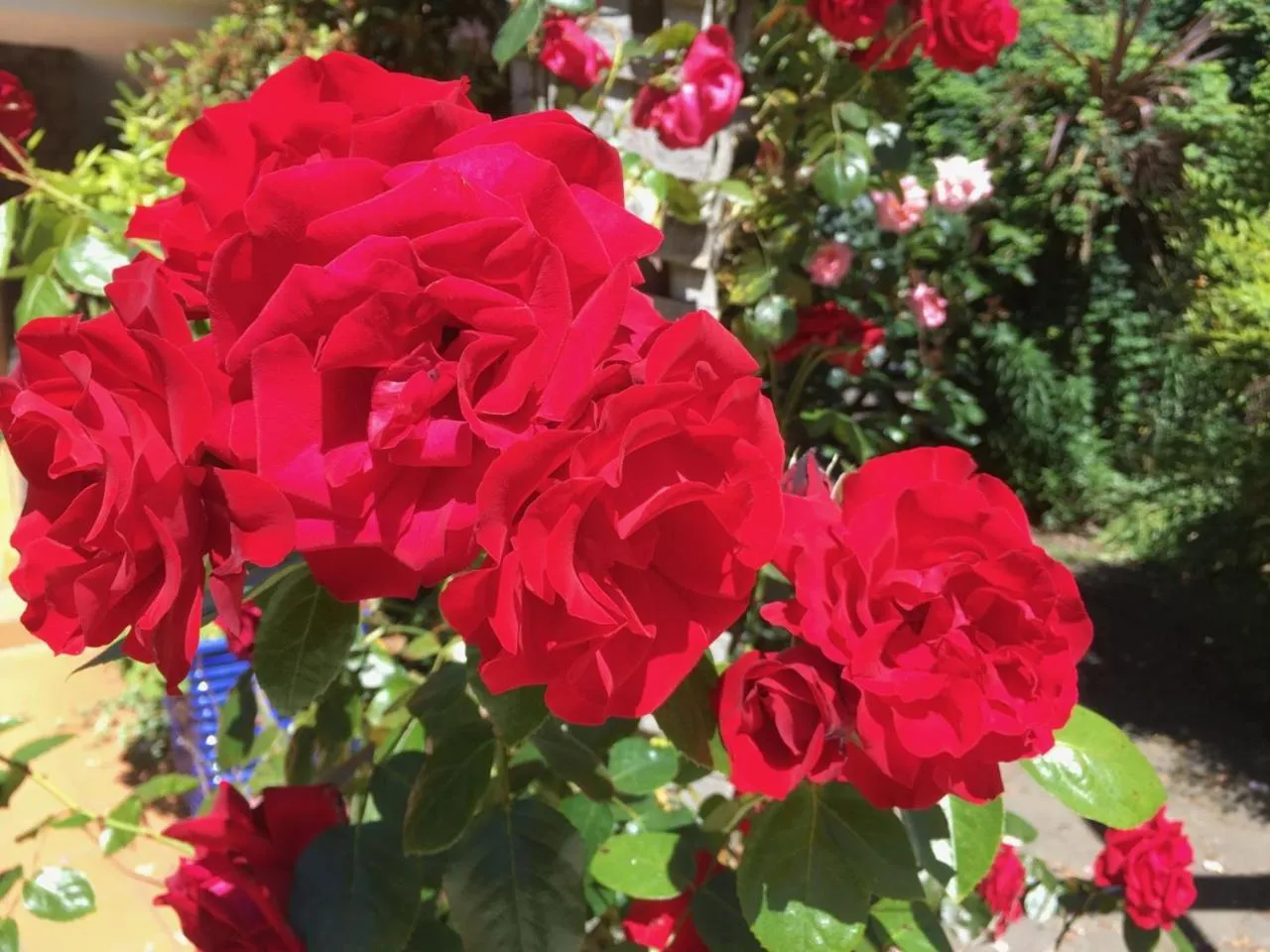 Garden in Bluebell Lodge and Cottage