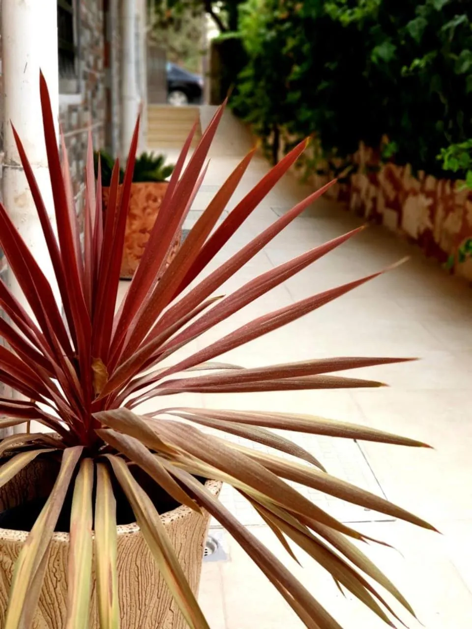 Garden in Tell Madaba