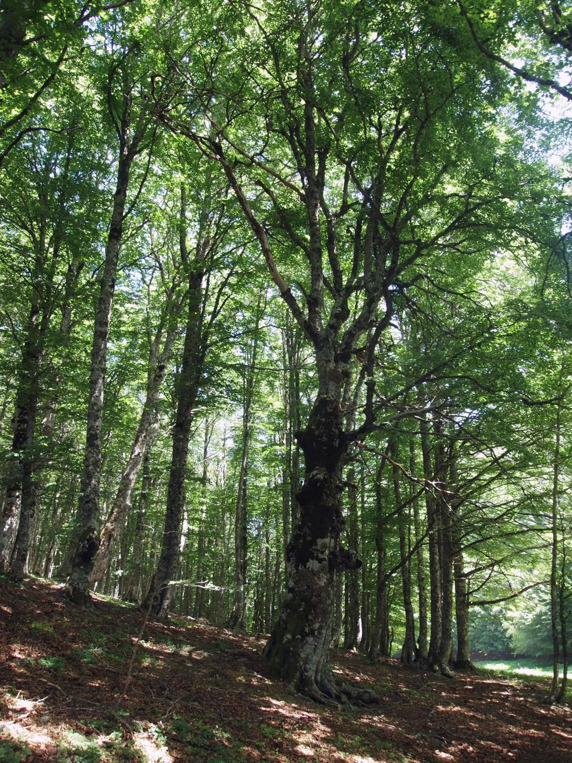 Natural landscape in Il Belvedere